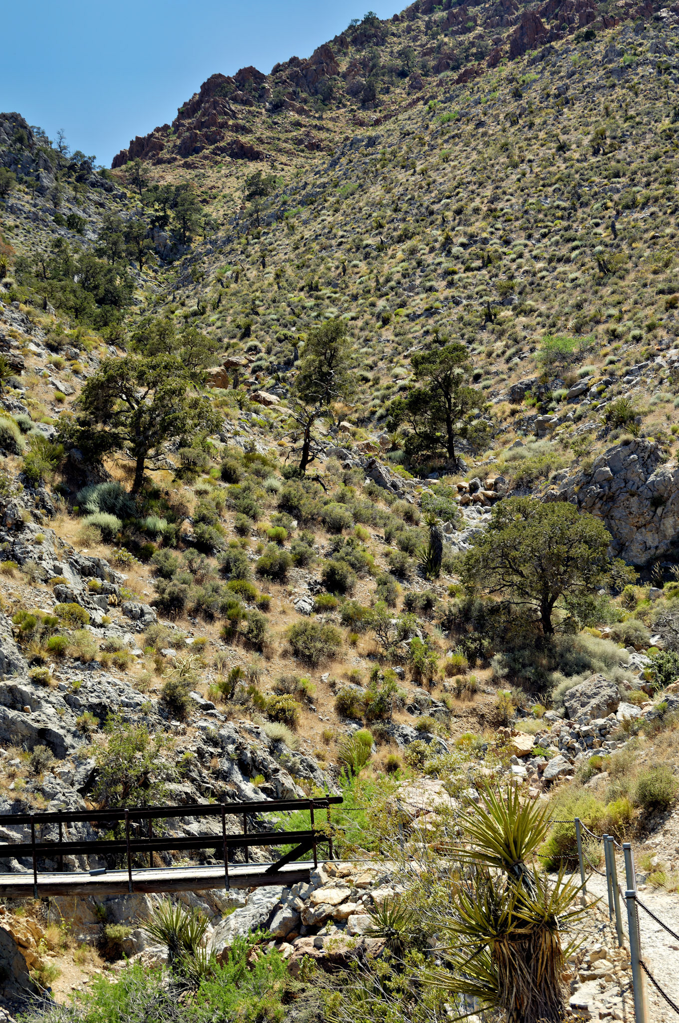 CA_20050614_0131_PS.dng