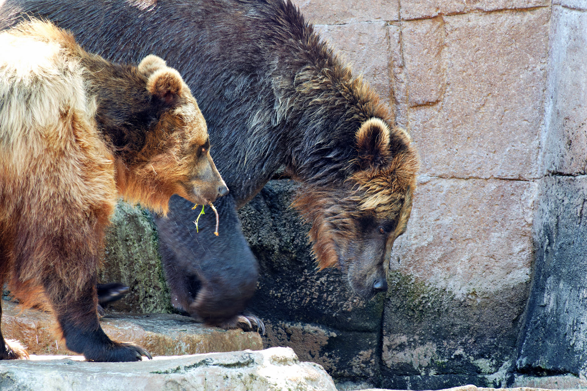 IN_Indianapolis Zoo_20170608_0234_PS.tif