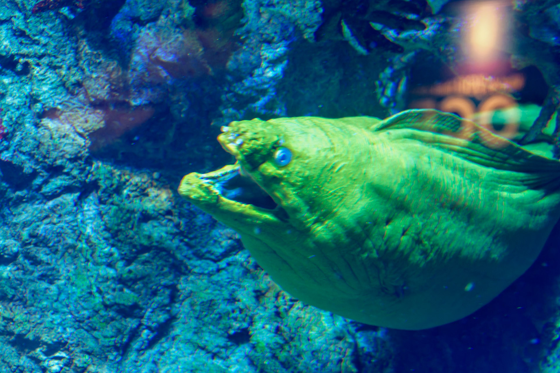 IN_Indianapolis Zoo_20170608_0202_PS.tif