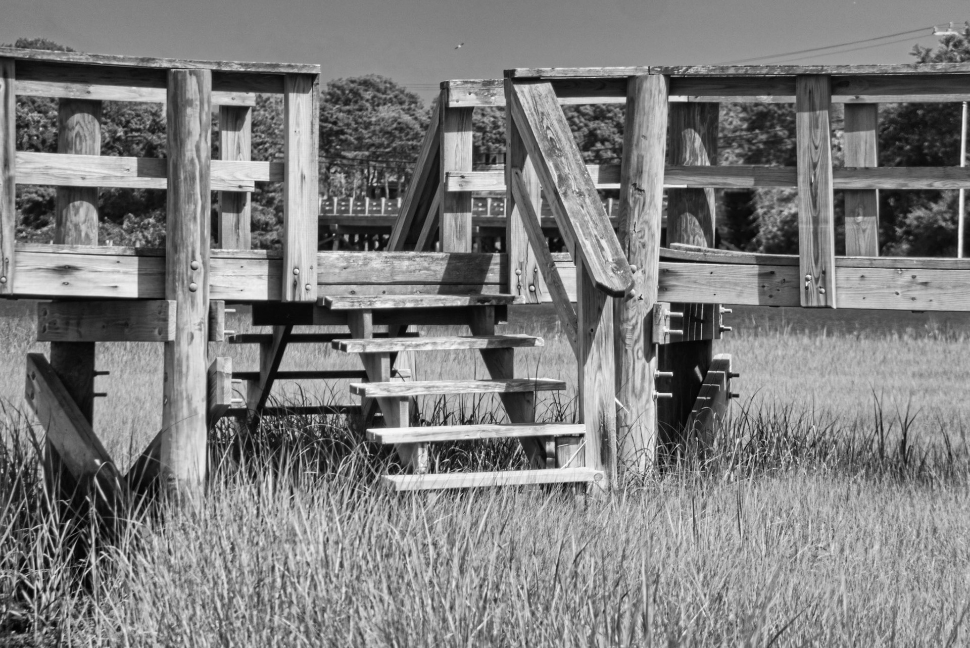 Black &amp; White 00293