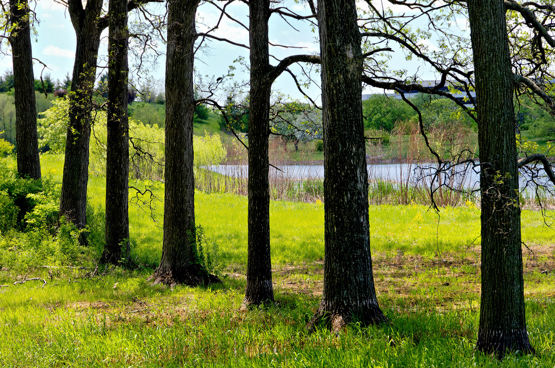 IL_Morton Arboretum_20050510_0196_PS.tif