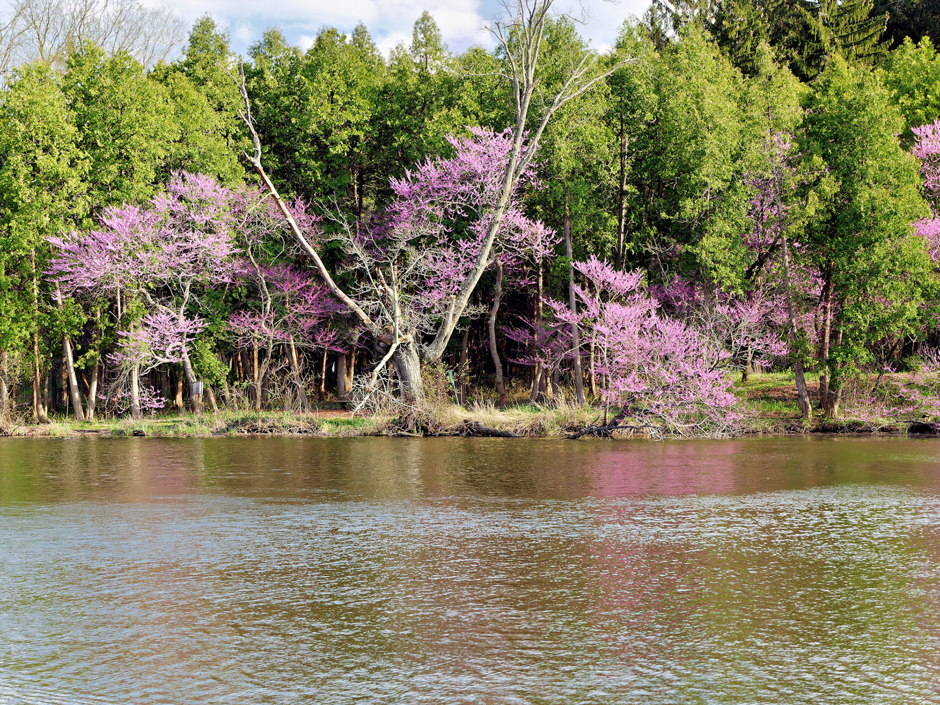 IL_Morton Arboretum_20160425_0757_PS.tif