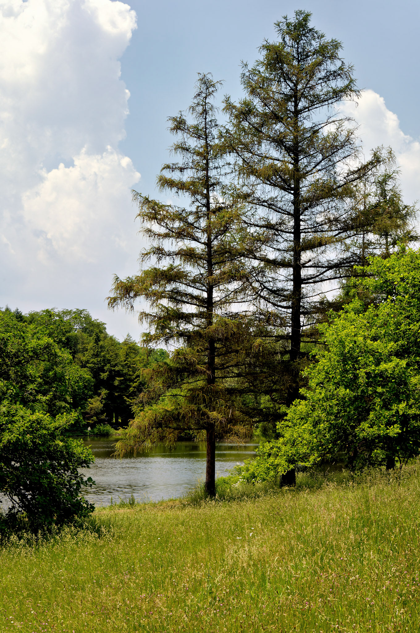 IL_Morton Arboretum_20050607_0226_PS.tif