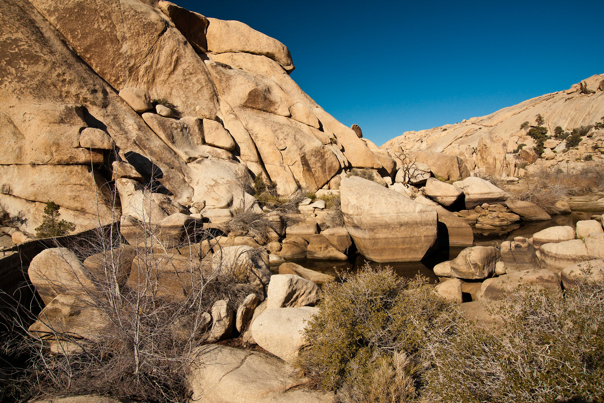 California Joshua Tree 00007