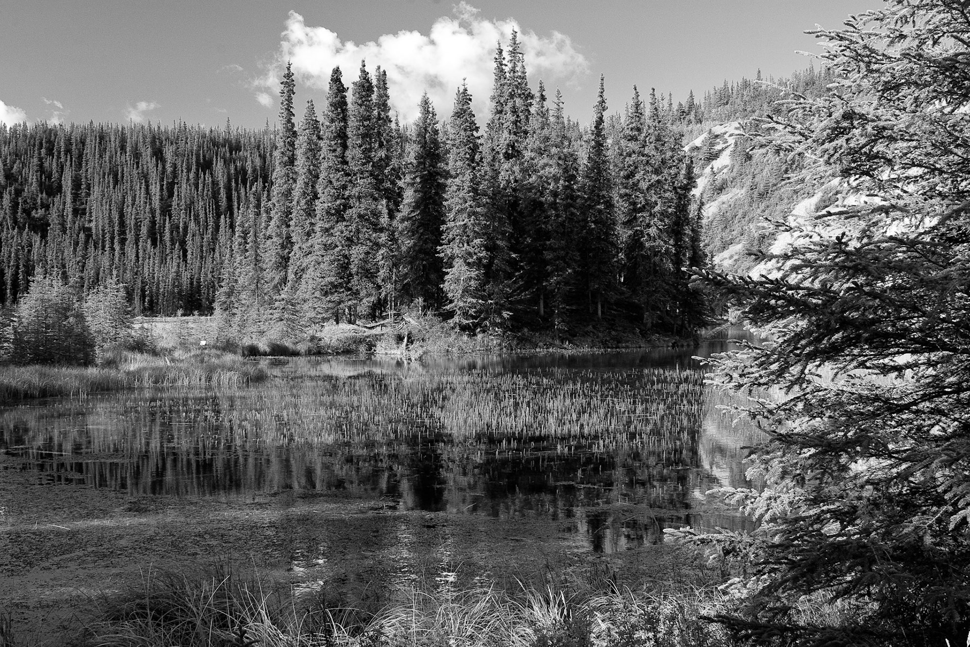 Black &amp; White 00069