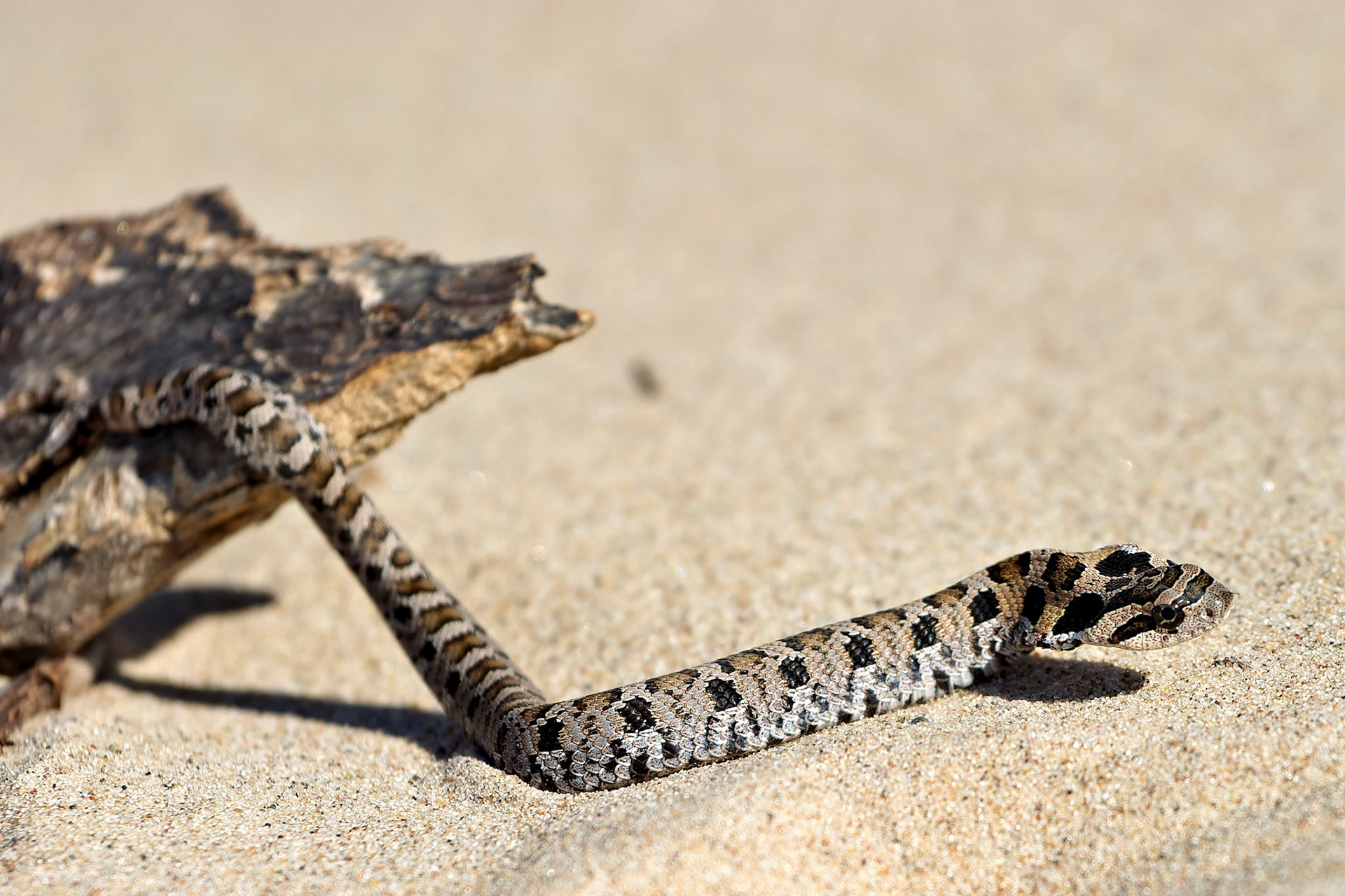 Wildlife_20030906_0100_PS.dng