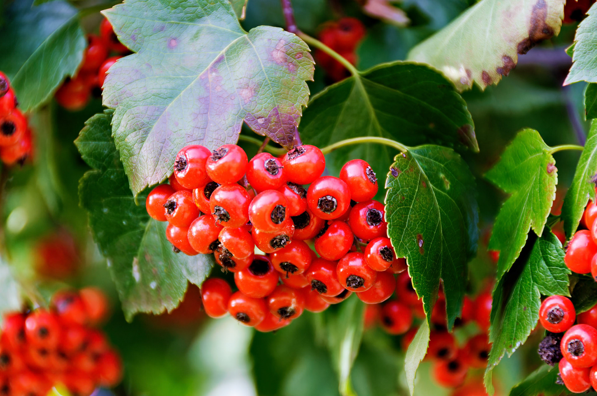 IL_Morton Arboretum_20081019_0337_PS.tif