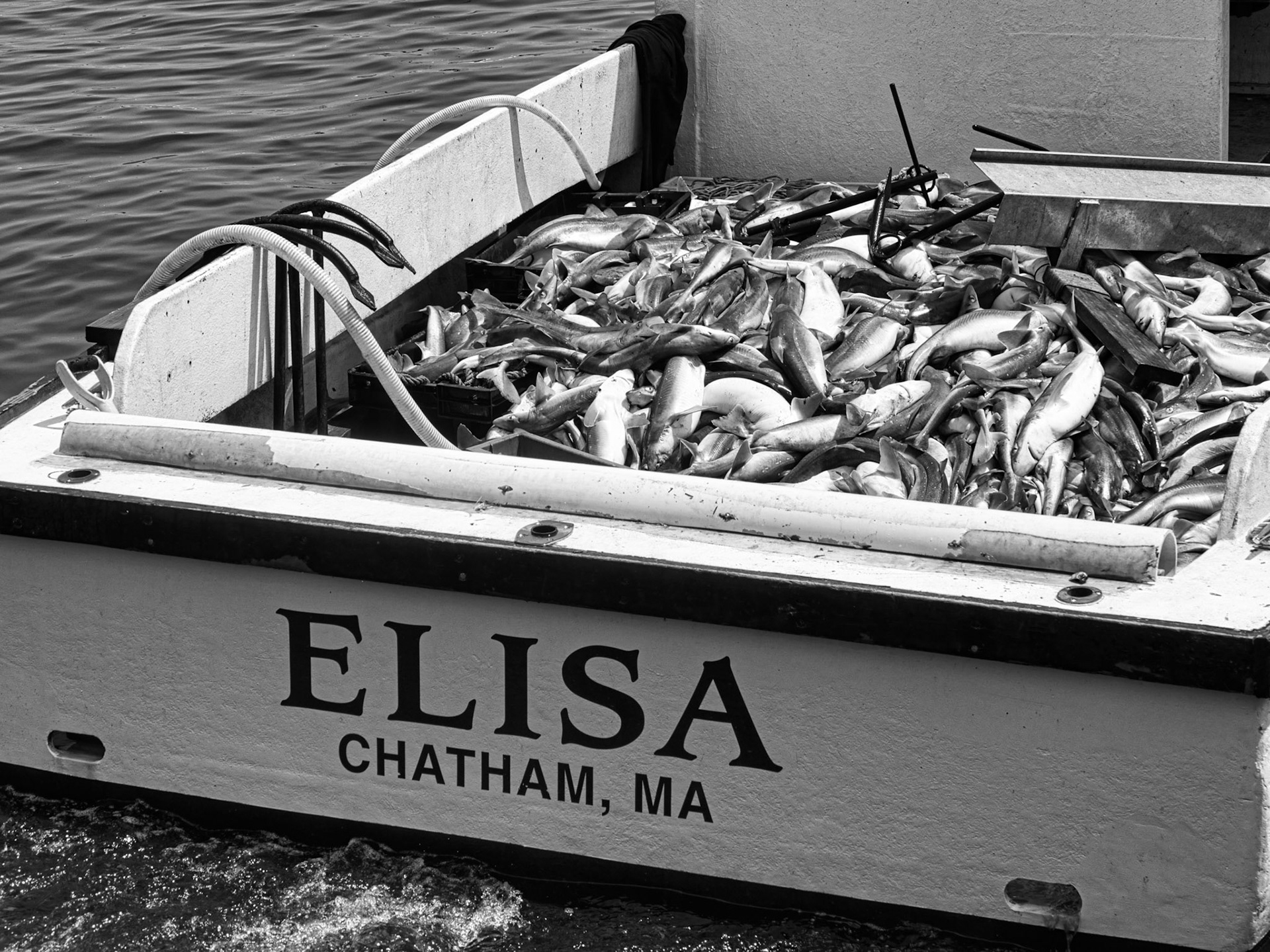 Black &amp; White 00299