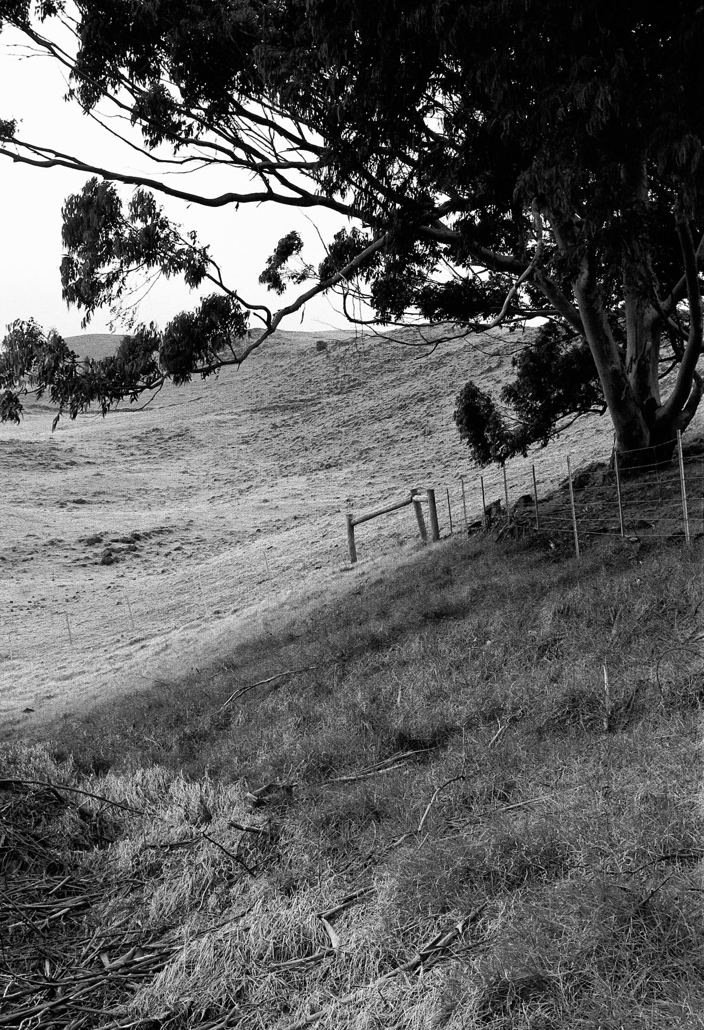 Black &amp; White 00009