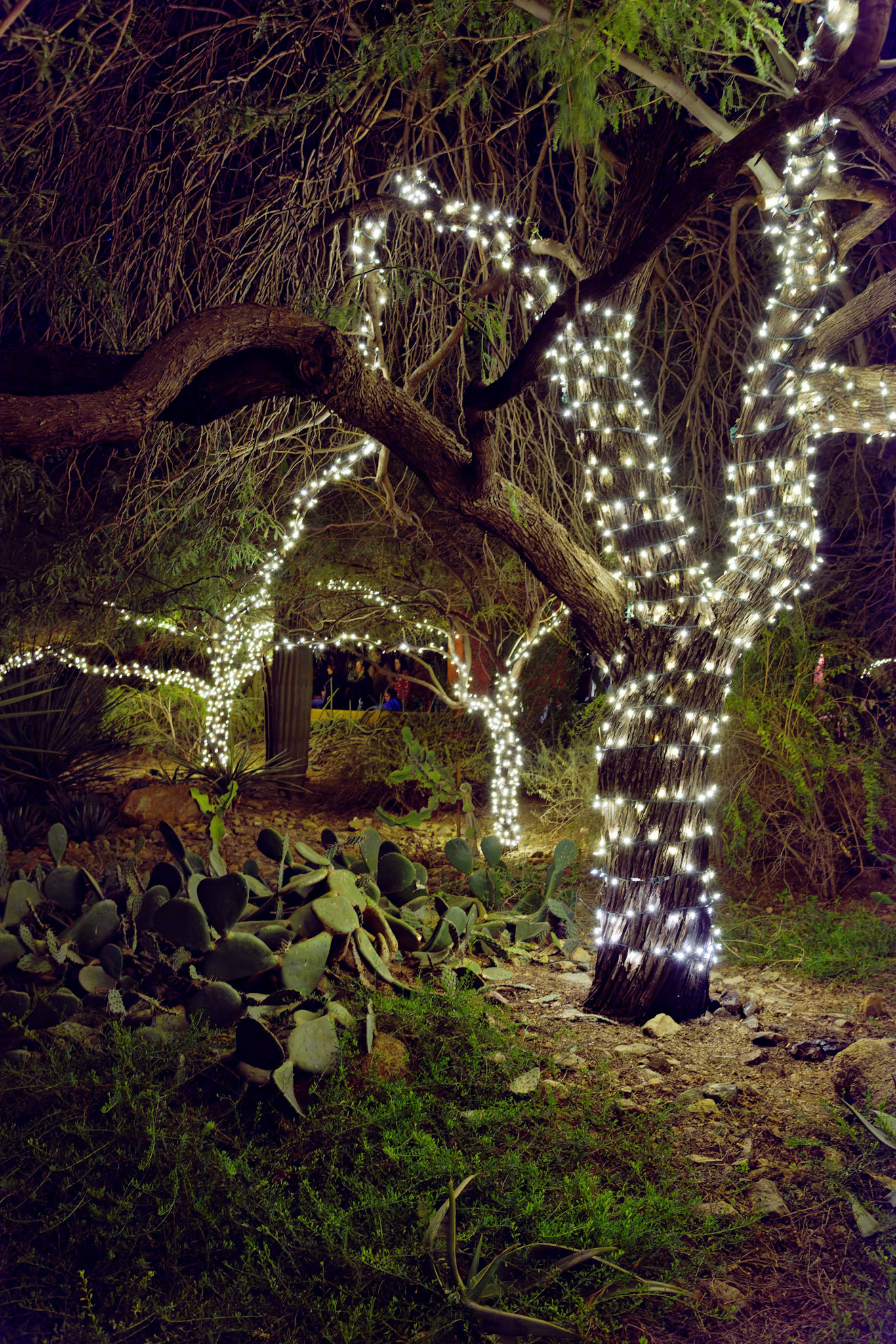 AZ_20121209_0286_PS.dng