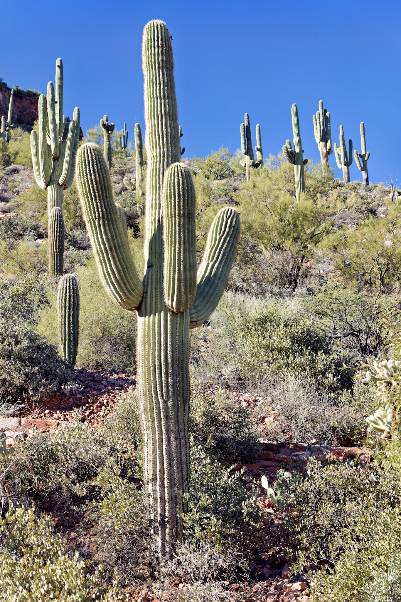 AZ_20121210_0401_PS.dng