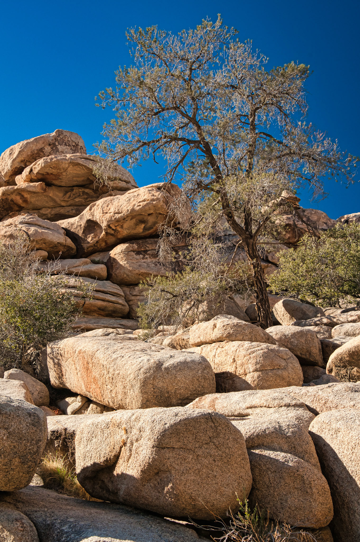 California Joshua Tree 00059