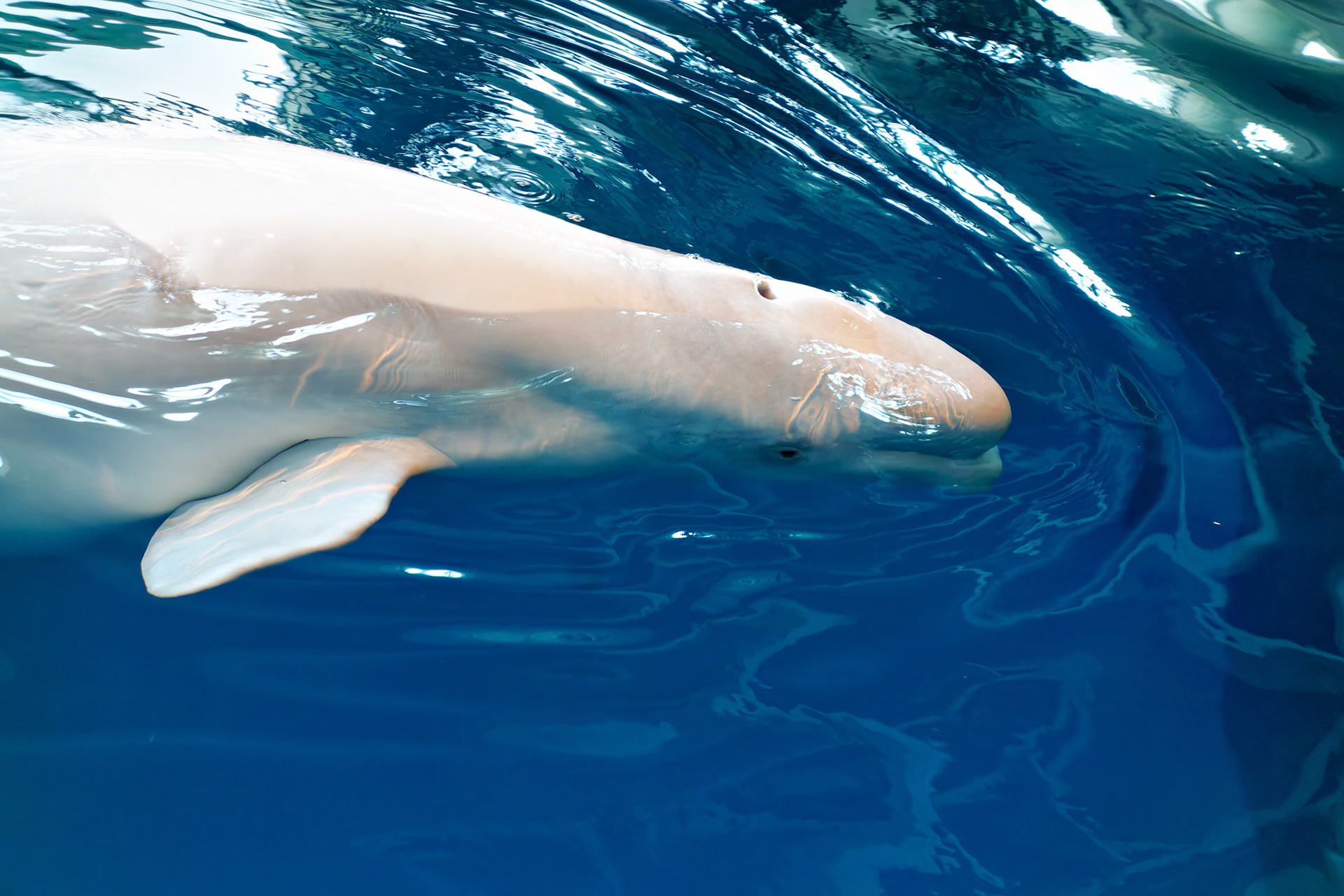 Wildlife_20120725_0359_PS.dng