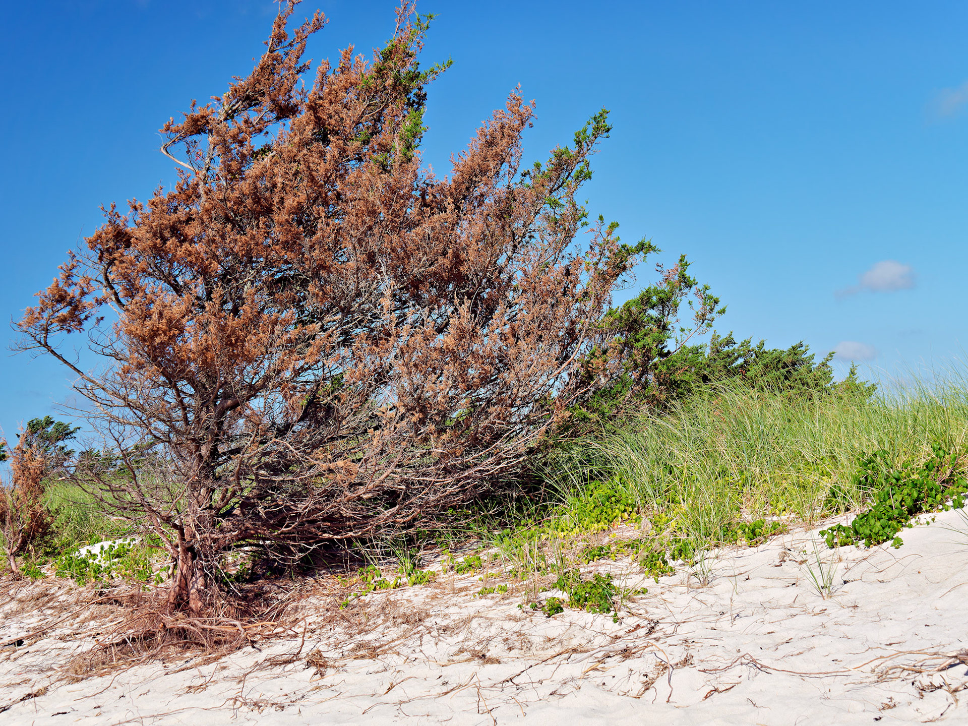 MA_CapeCod_20180724_0389_PS.dng