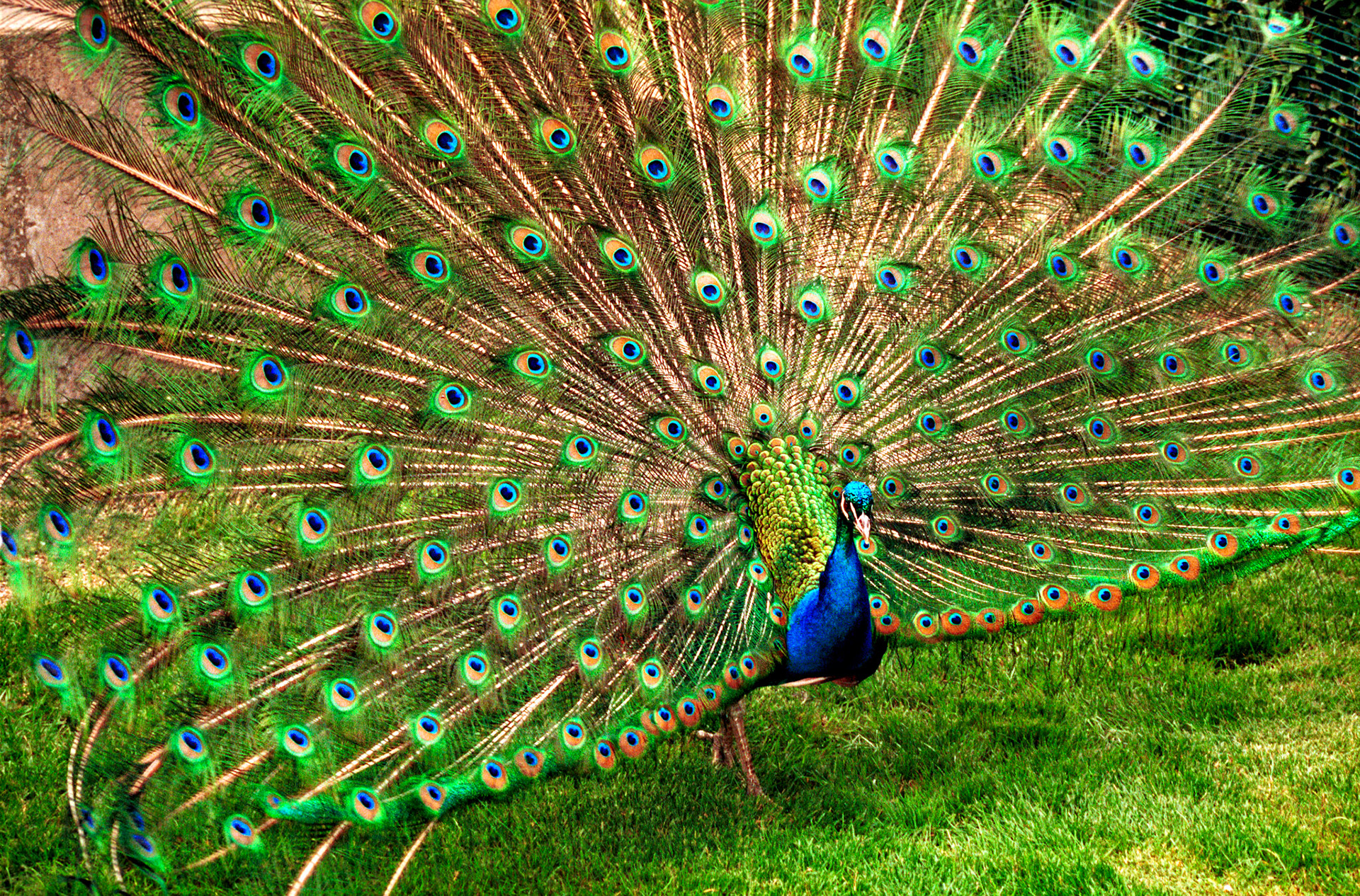 Wildlife_20221129_0764_PS.dng