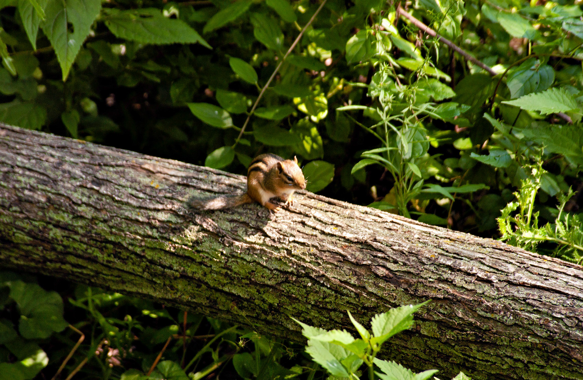 Wildlife_20020817_0024_PS.dng