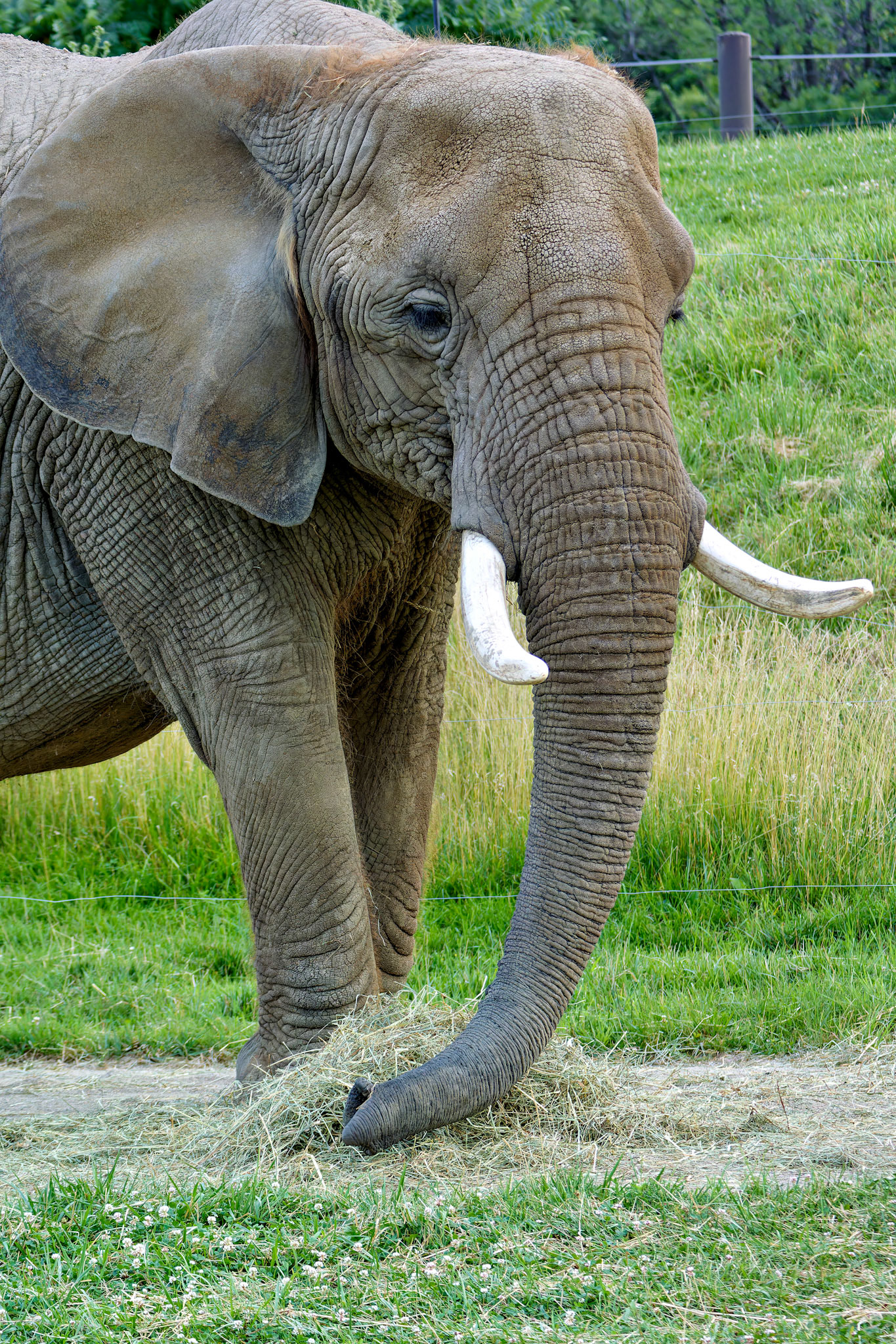 Wildlife_20140718_0520_PS.dng