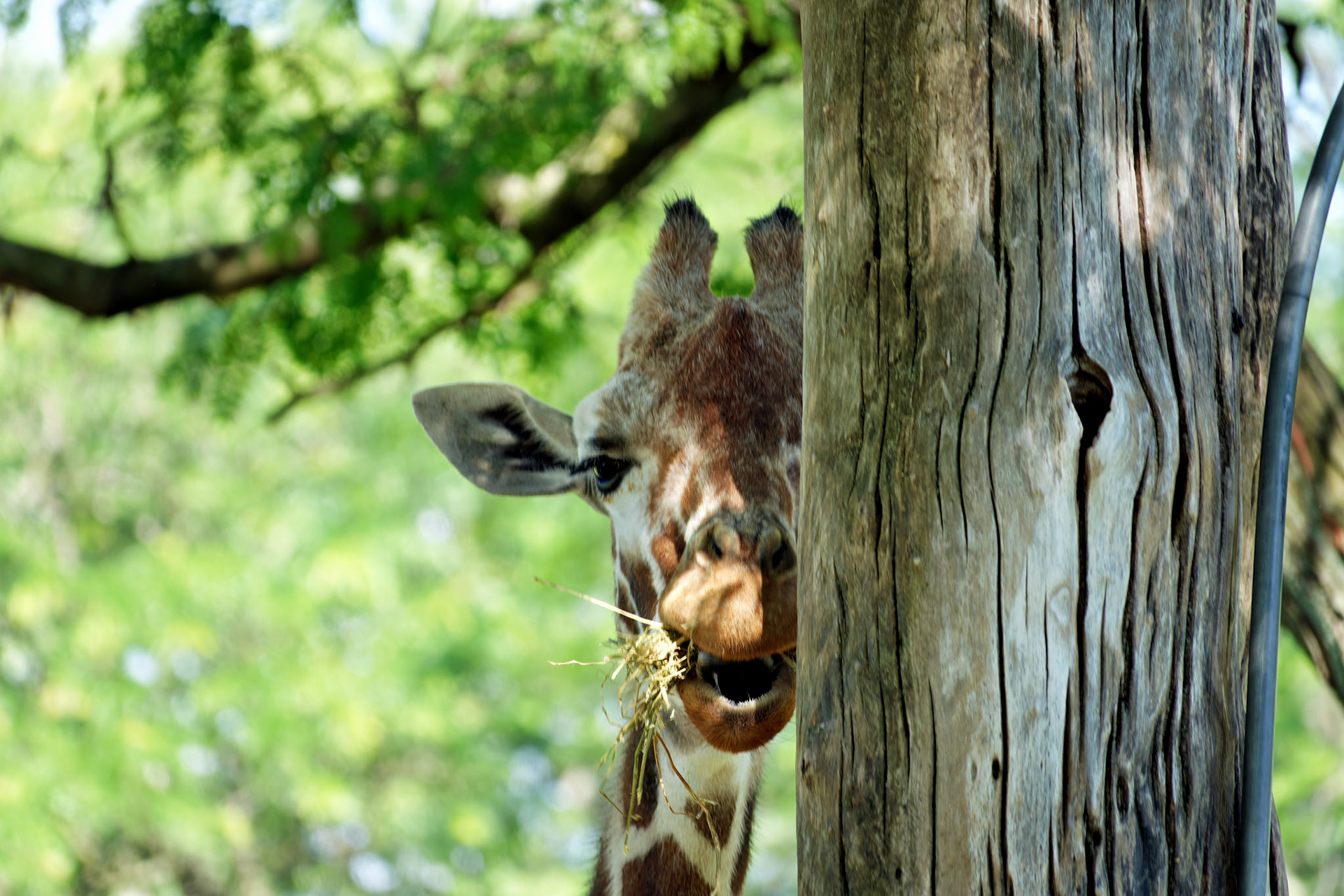 IN_Indianapolis Zoo_20170608_0240_PS.tif