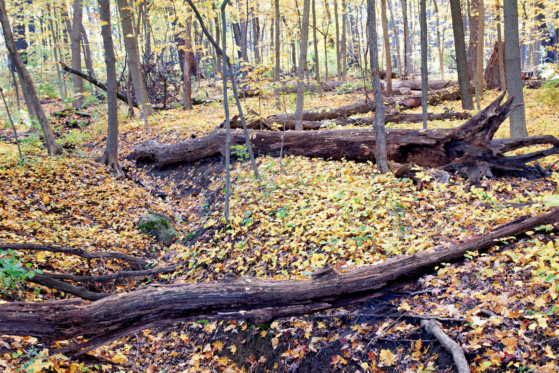 IL_Morton Arboretum_20141022_0612_PS.tif