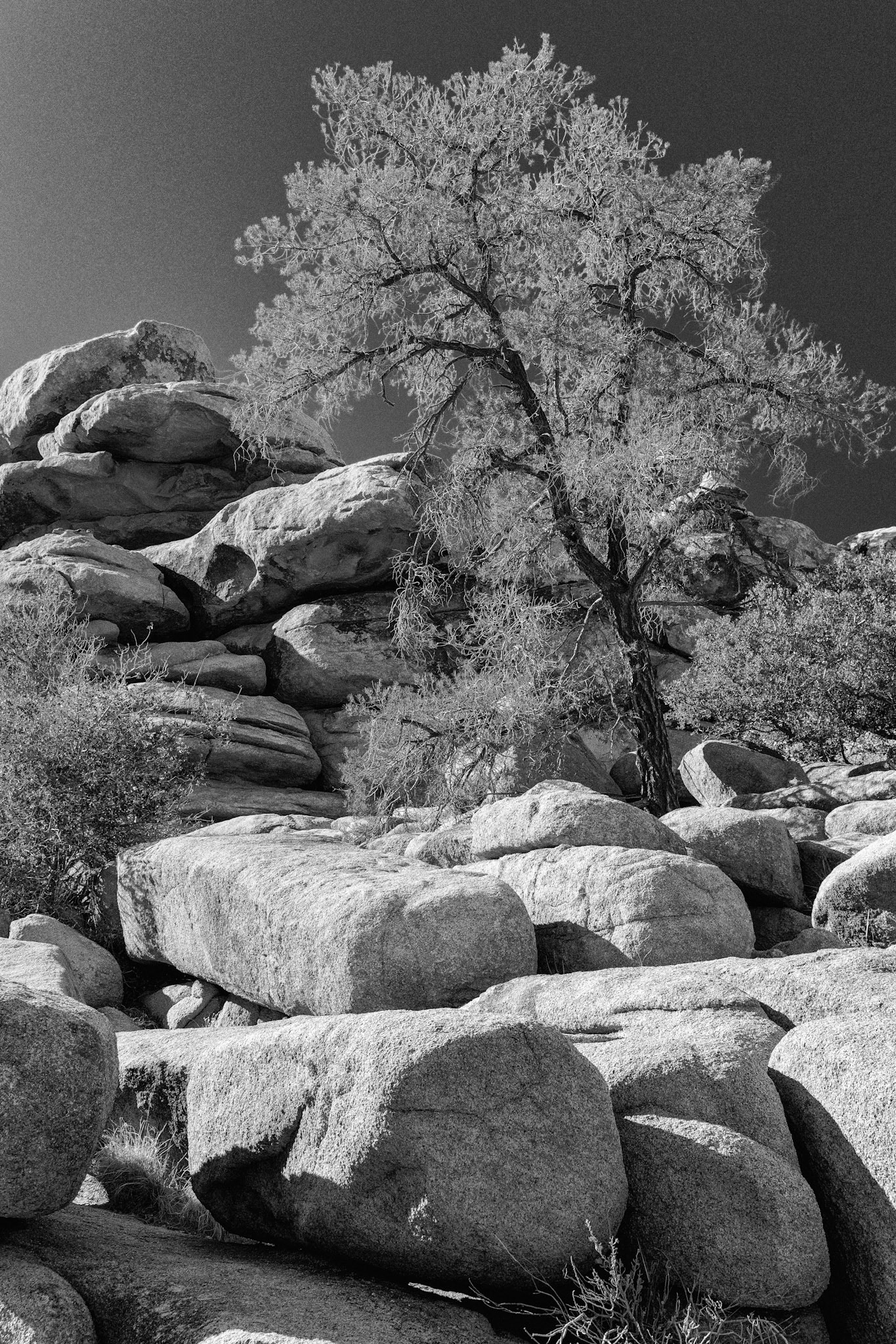 Black &amp; White Photos