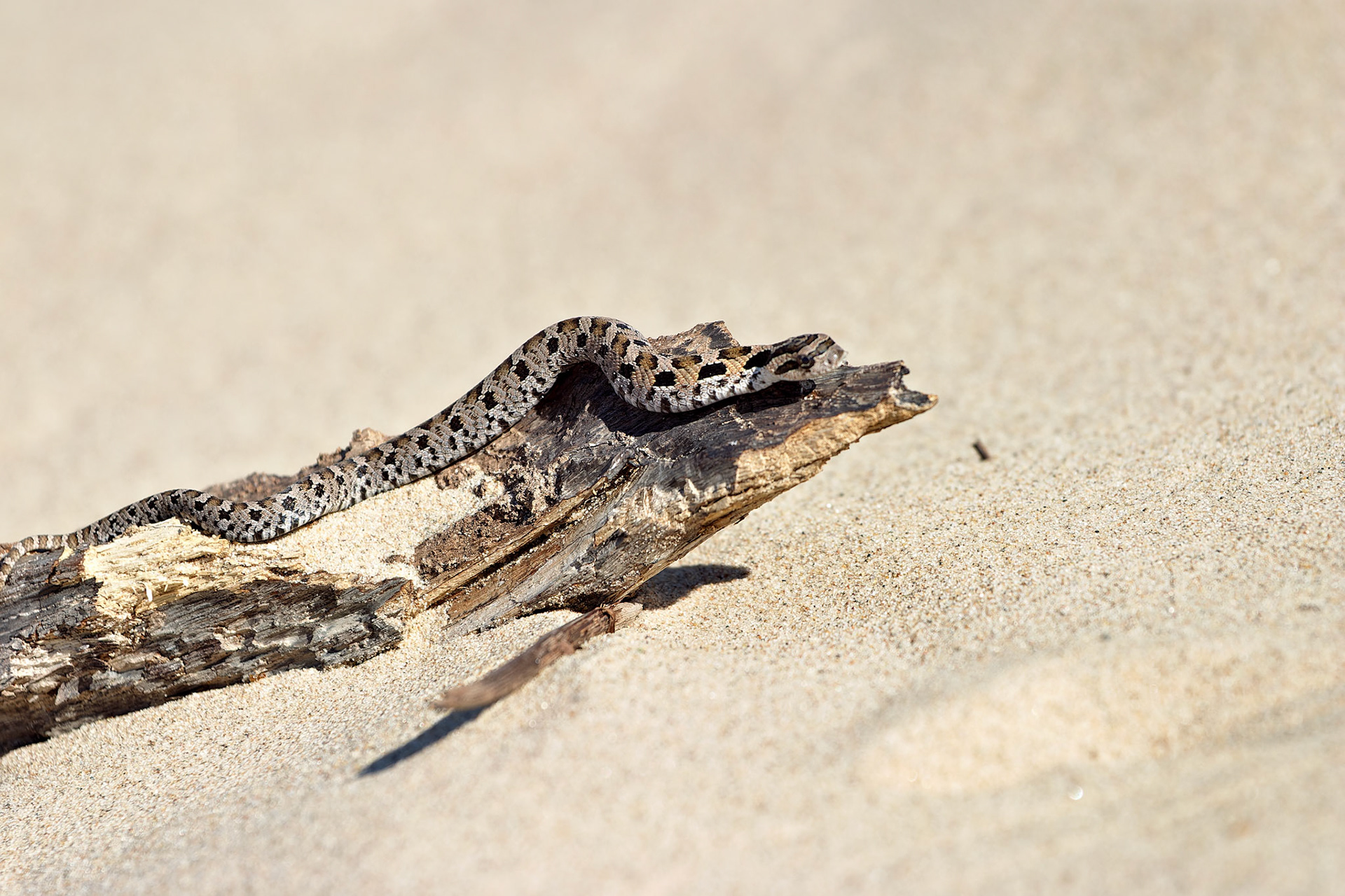 MI_New BuffaloArea_20030906_0069_PS.tif