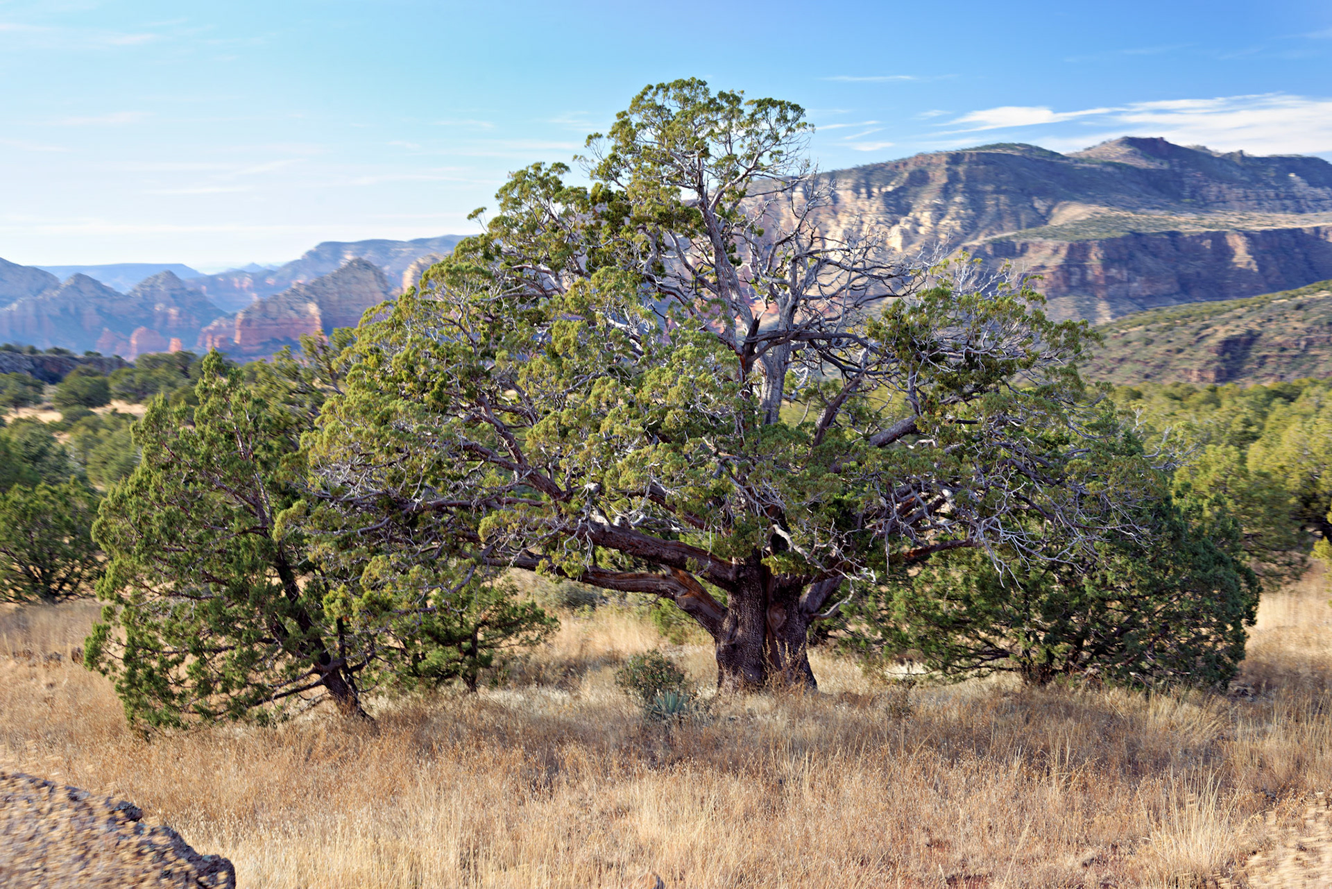 AZ_20121211_0540_PS.dng