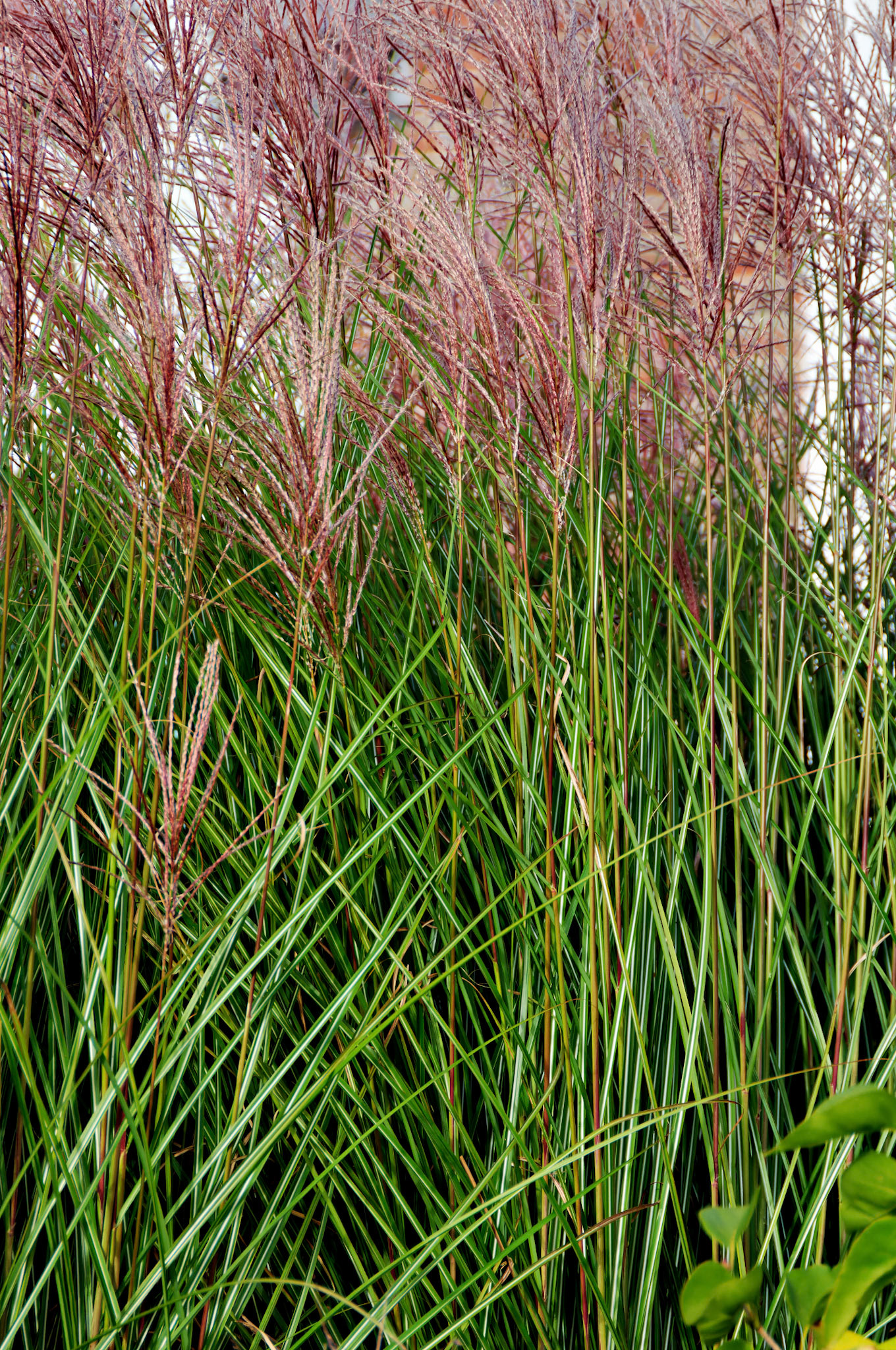 IL_Morton Arboretum_20081019_0334_PS.tif