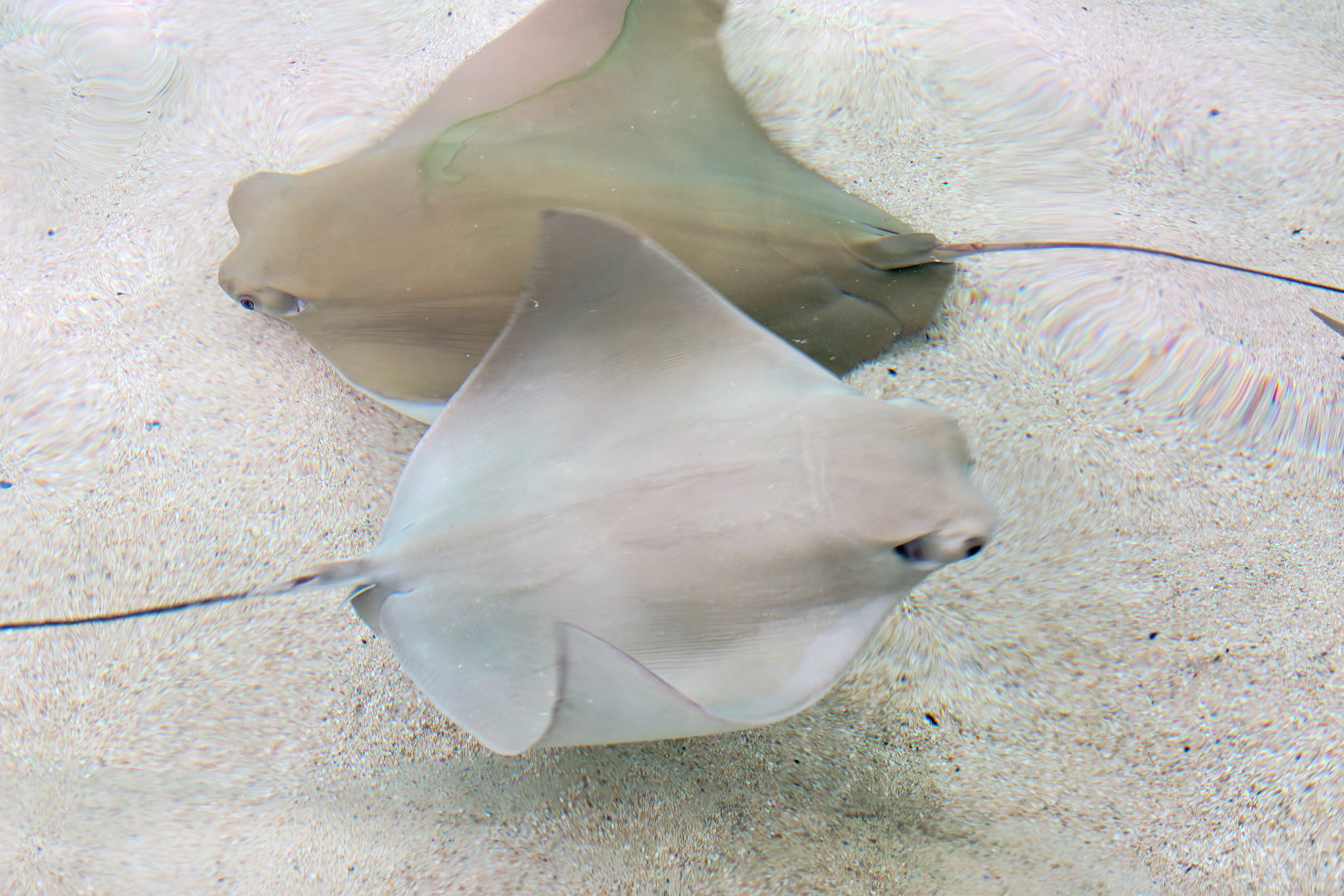 Wildlife_20160705_0717_PS.dng