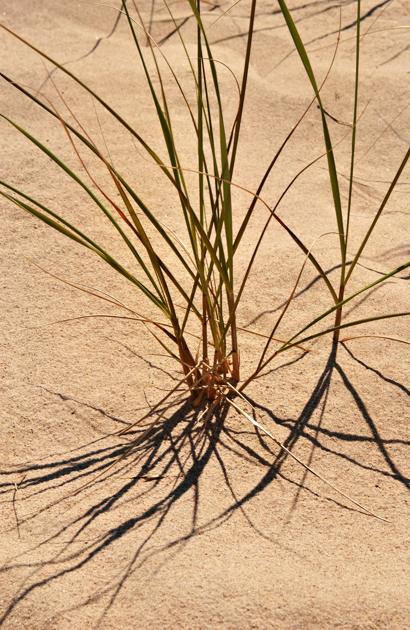 MI_New BuffaloArea_20020731_0005_PS.tif