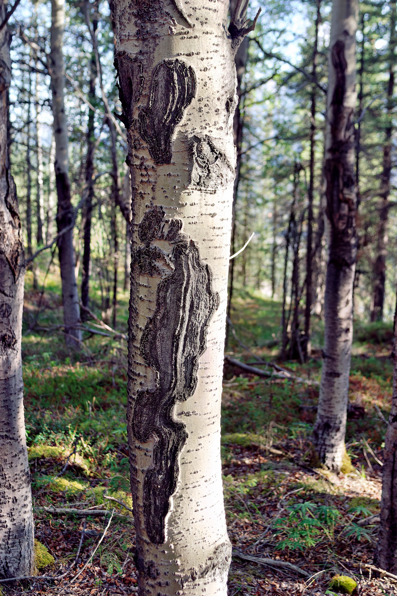 Alaska