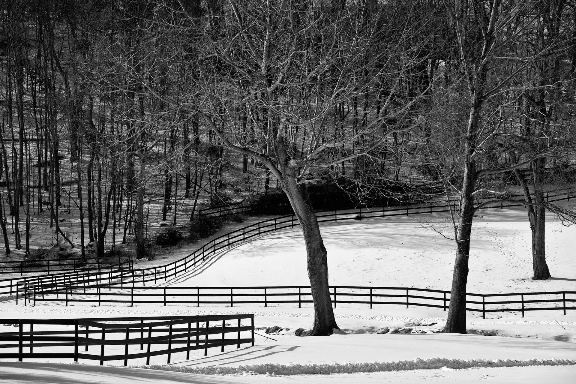 Black &amp; White 00114