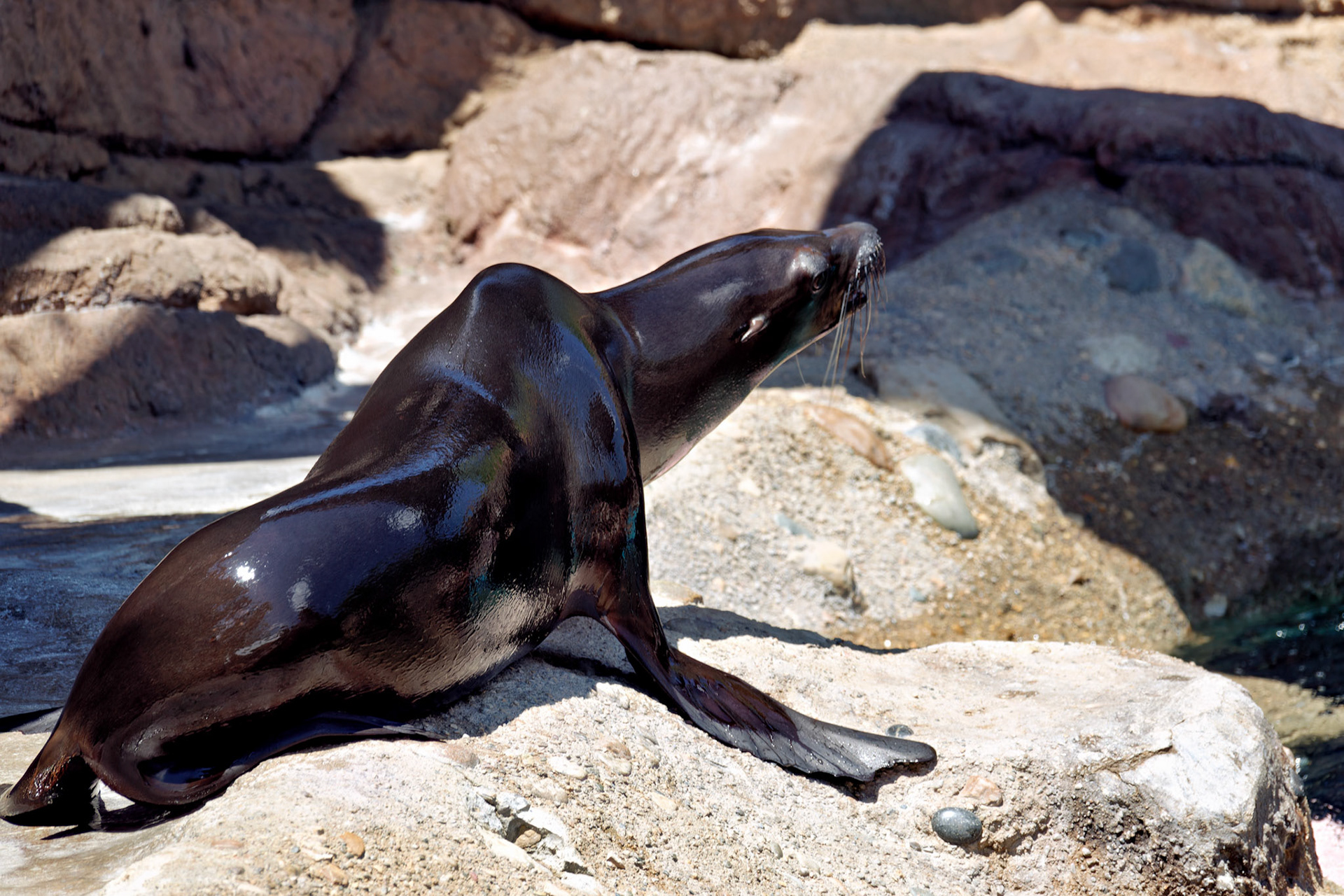 IN_Indianapolis Zoo_20170608_0199_PS.dng