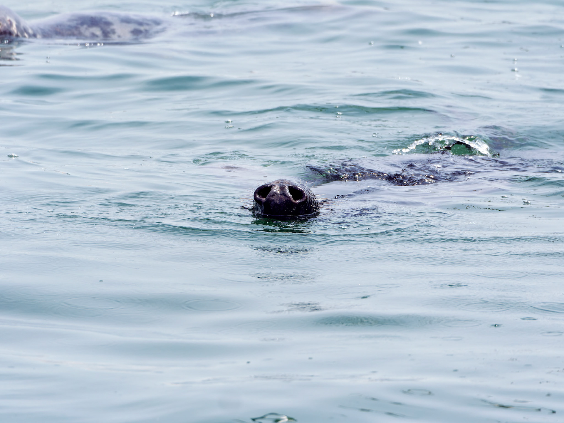 MA_CapeCodChattham_20180725_0083_PS.dng