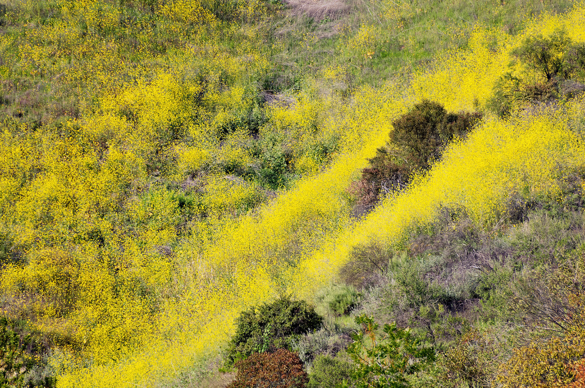 CA_LA_20060504_0338_PS.dng