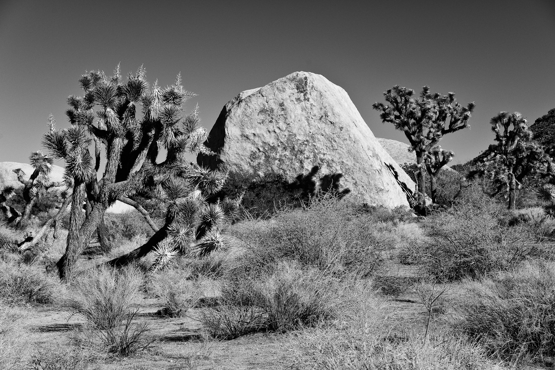 Black &amp; White 00097