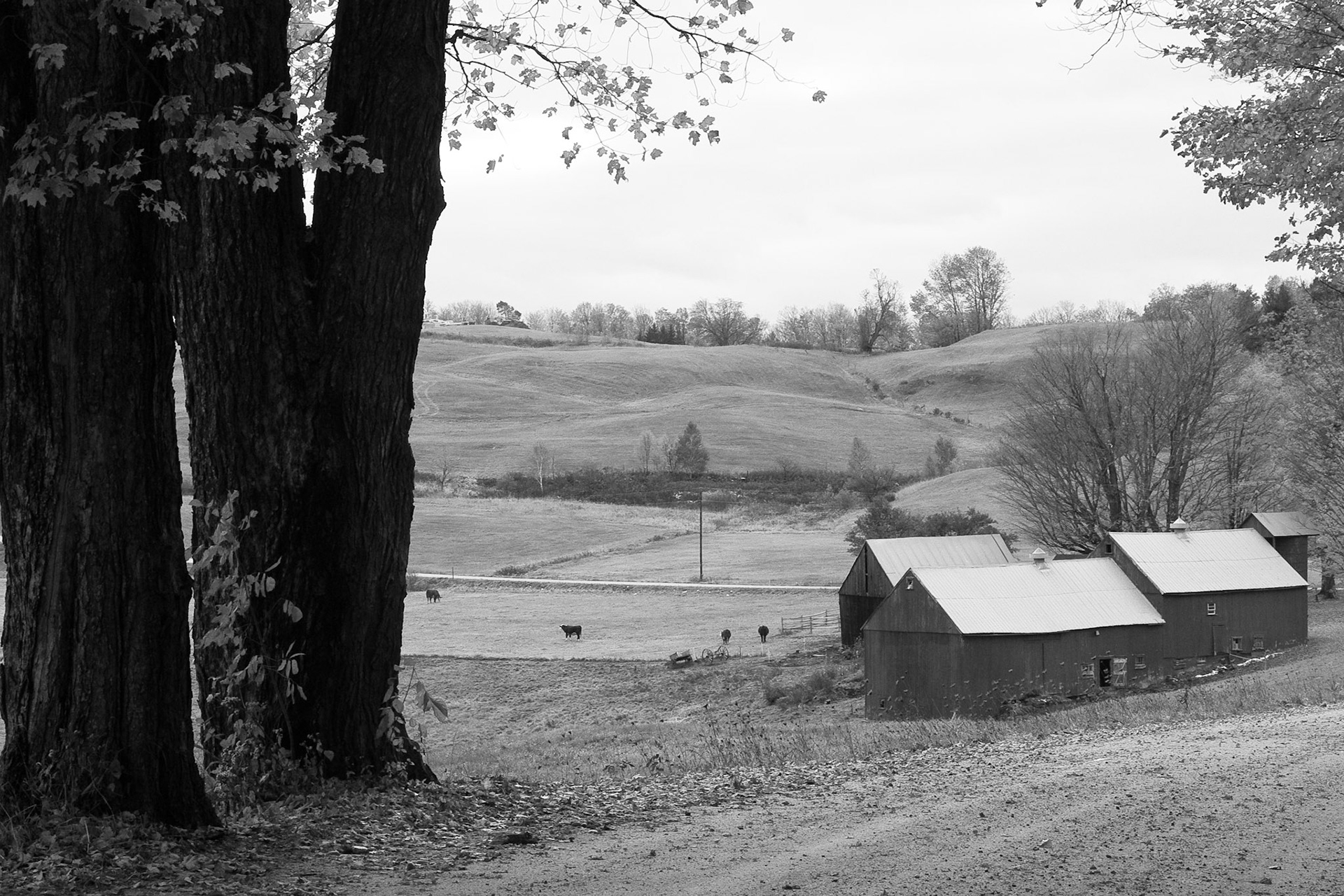 Black &amp; White 00053