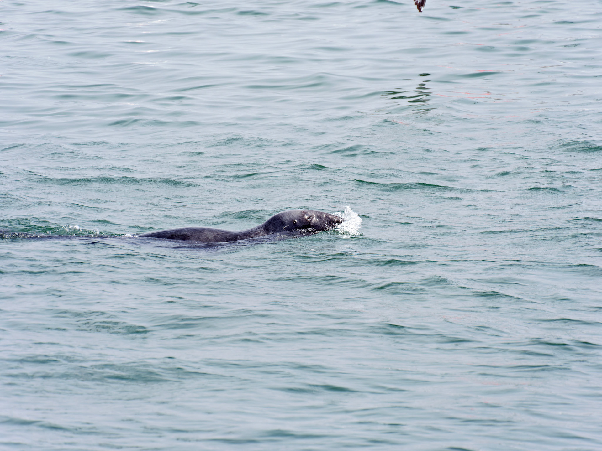 MA_CapeCodChattham_20180725_0075_PS.dng
