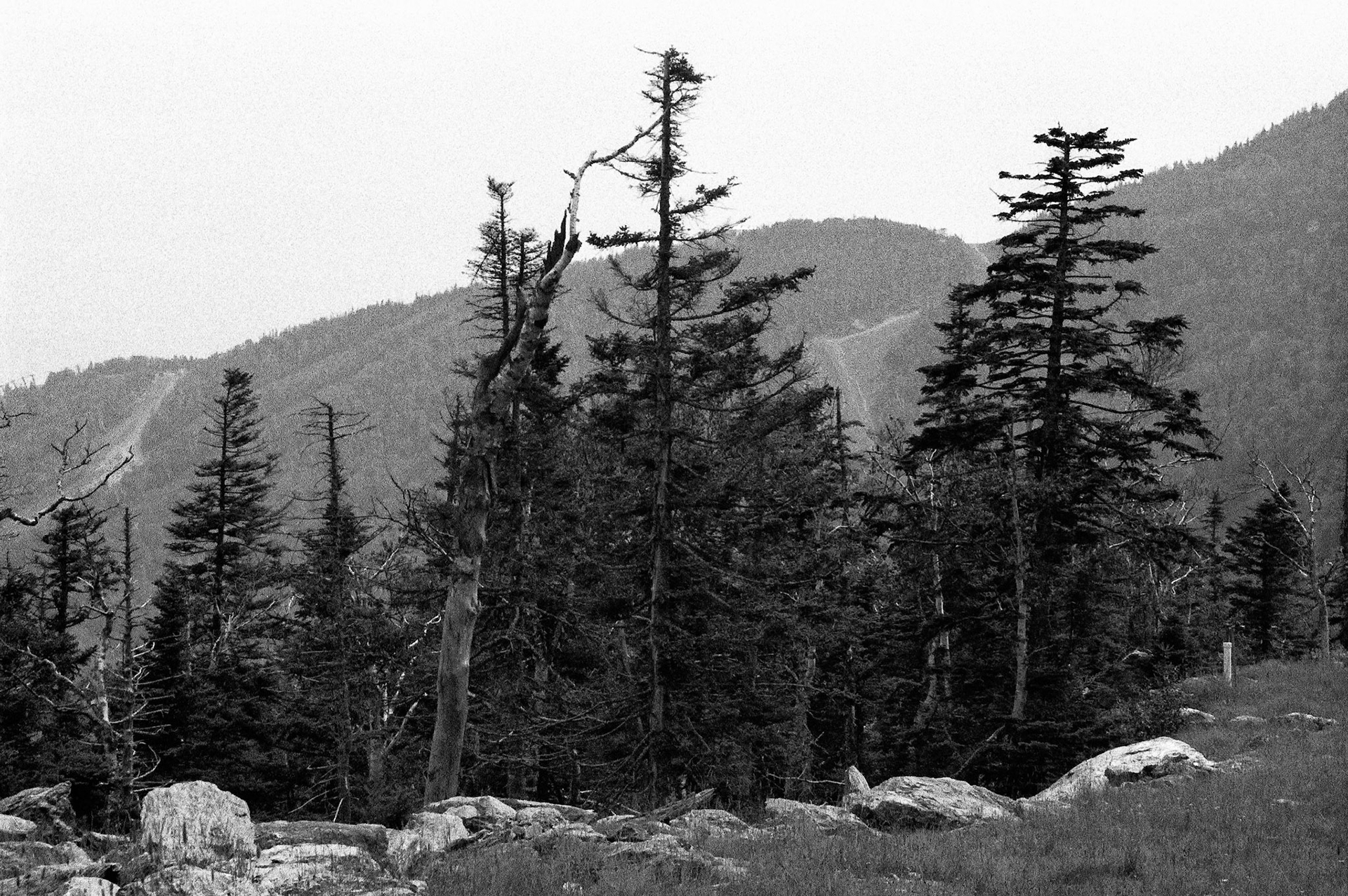 Black &amp; White Photos