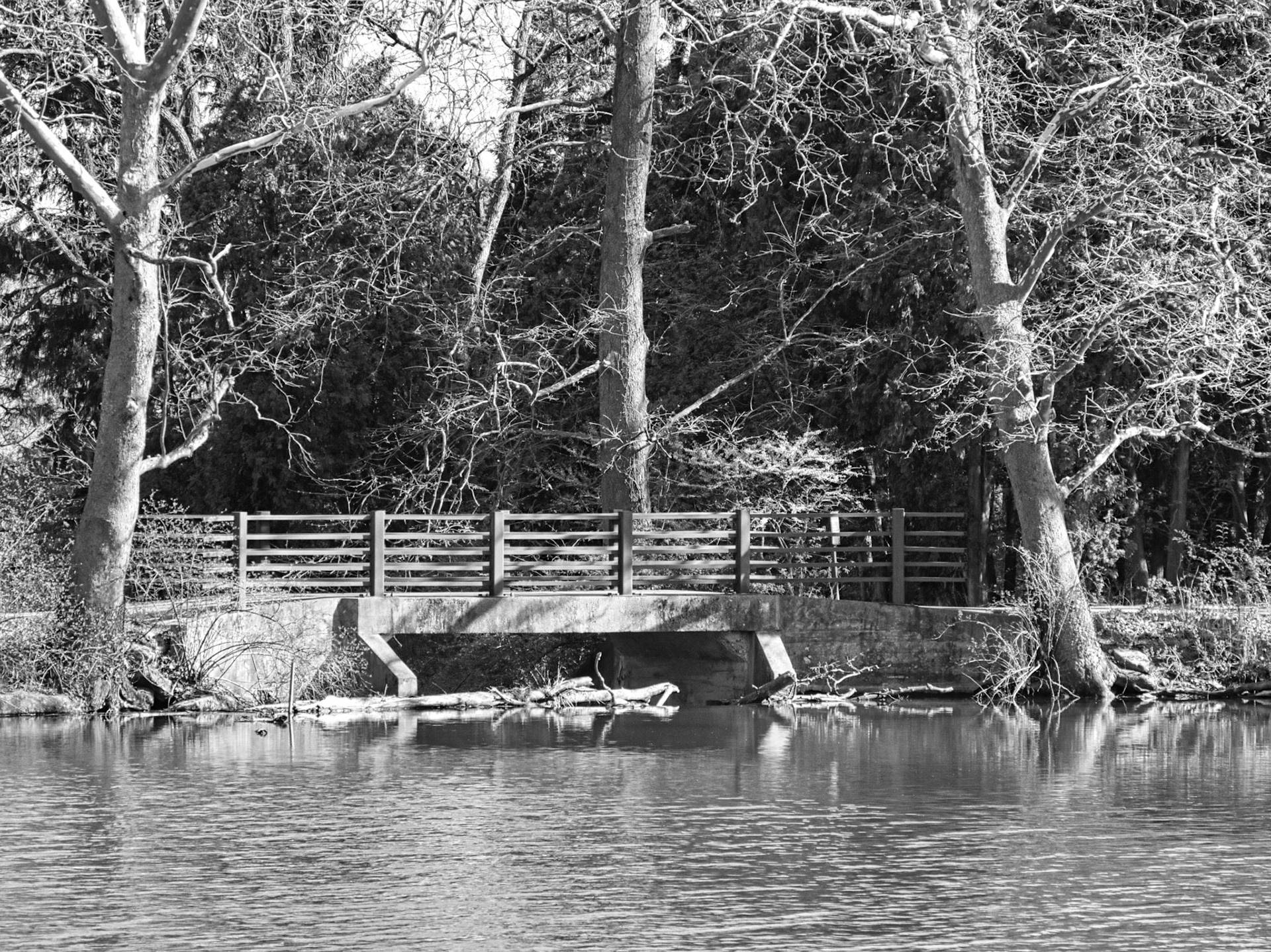 Black &amp; White 00262