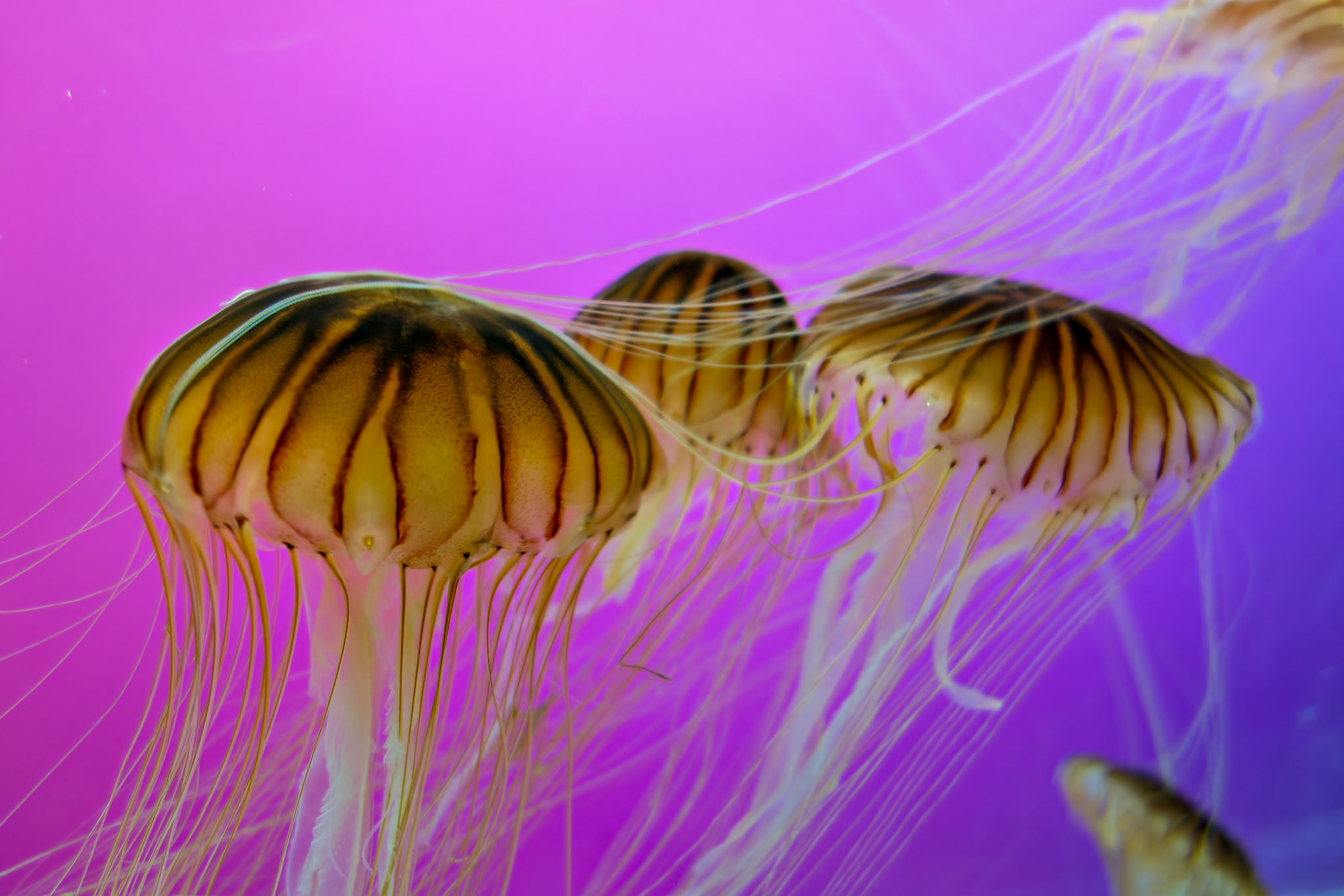 Wildlife_20120725_0316_PS.dng