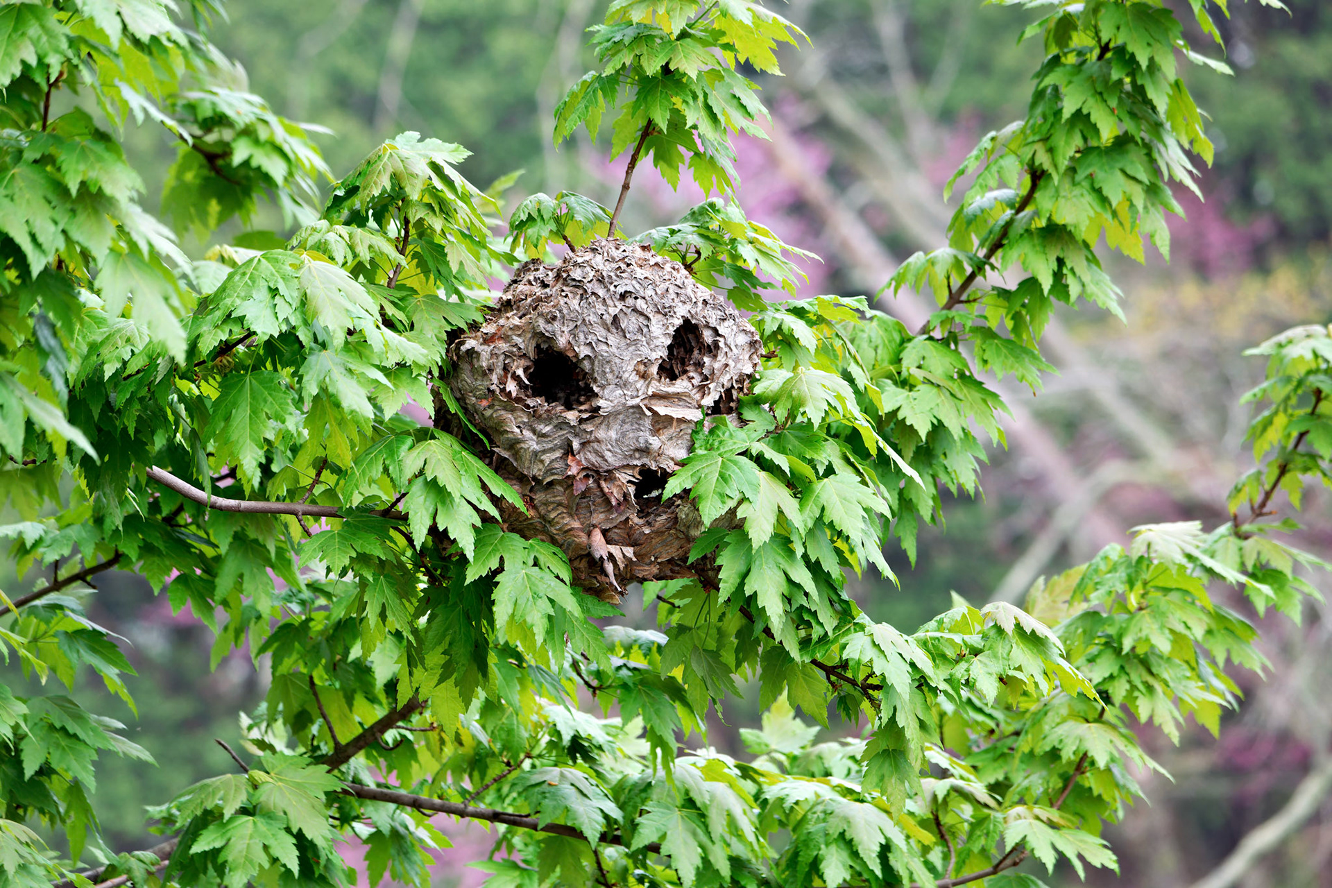 IL_Morton Arboretum_20150506_0677_PS.tif