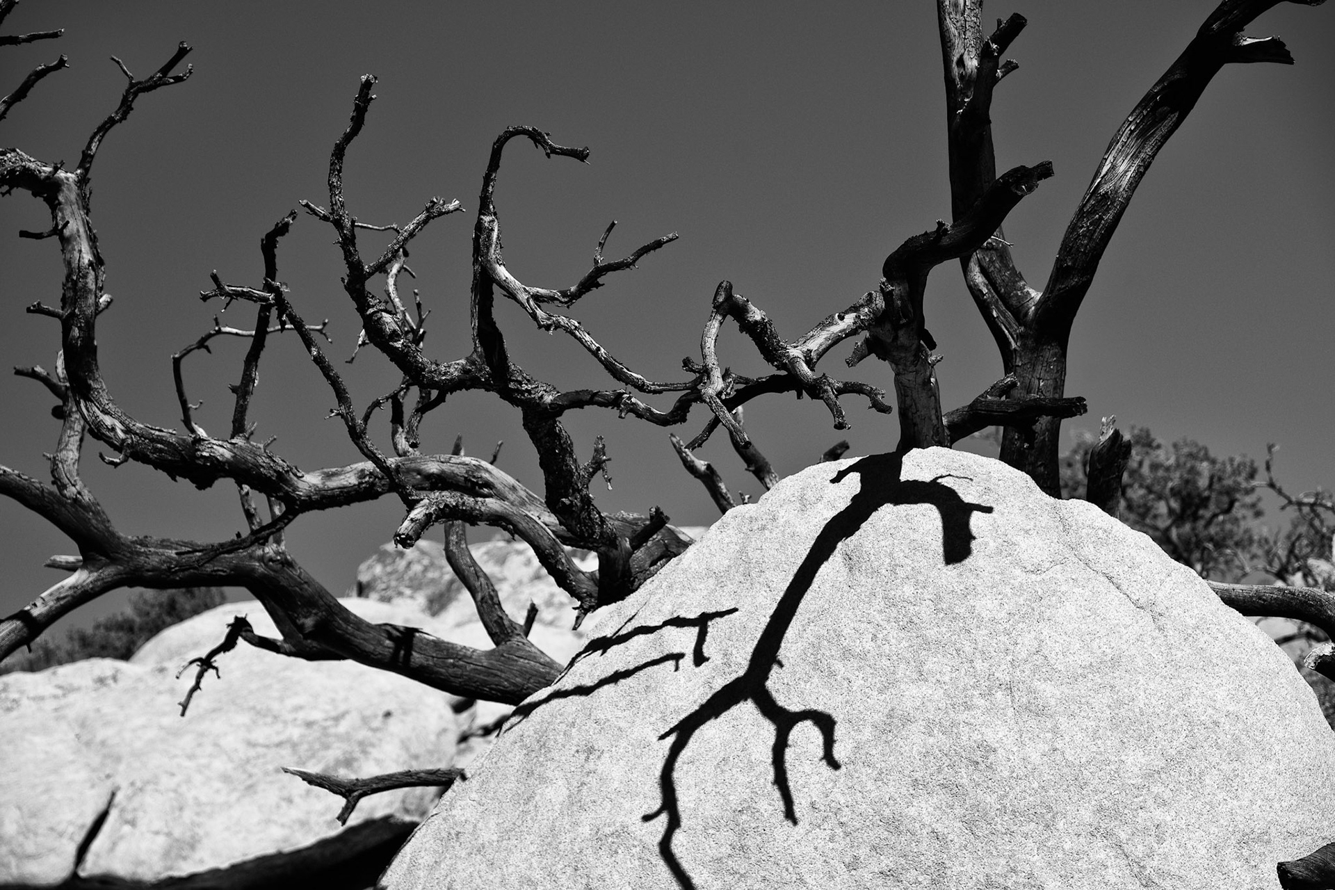 Black &amp; White Photos