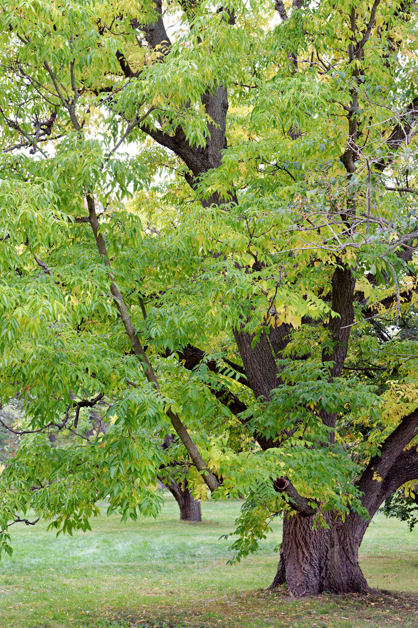 IL_Morton Arboretum_20121005_0535_PS.tif