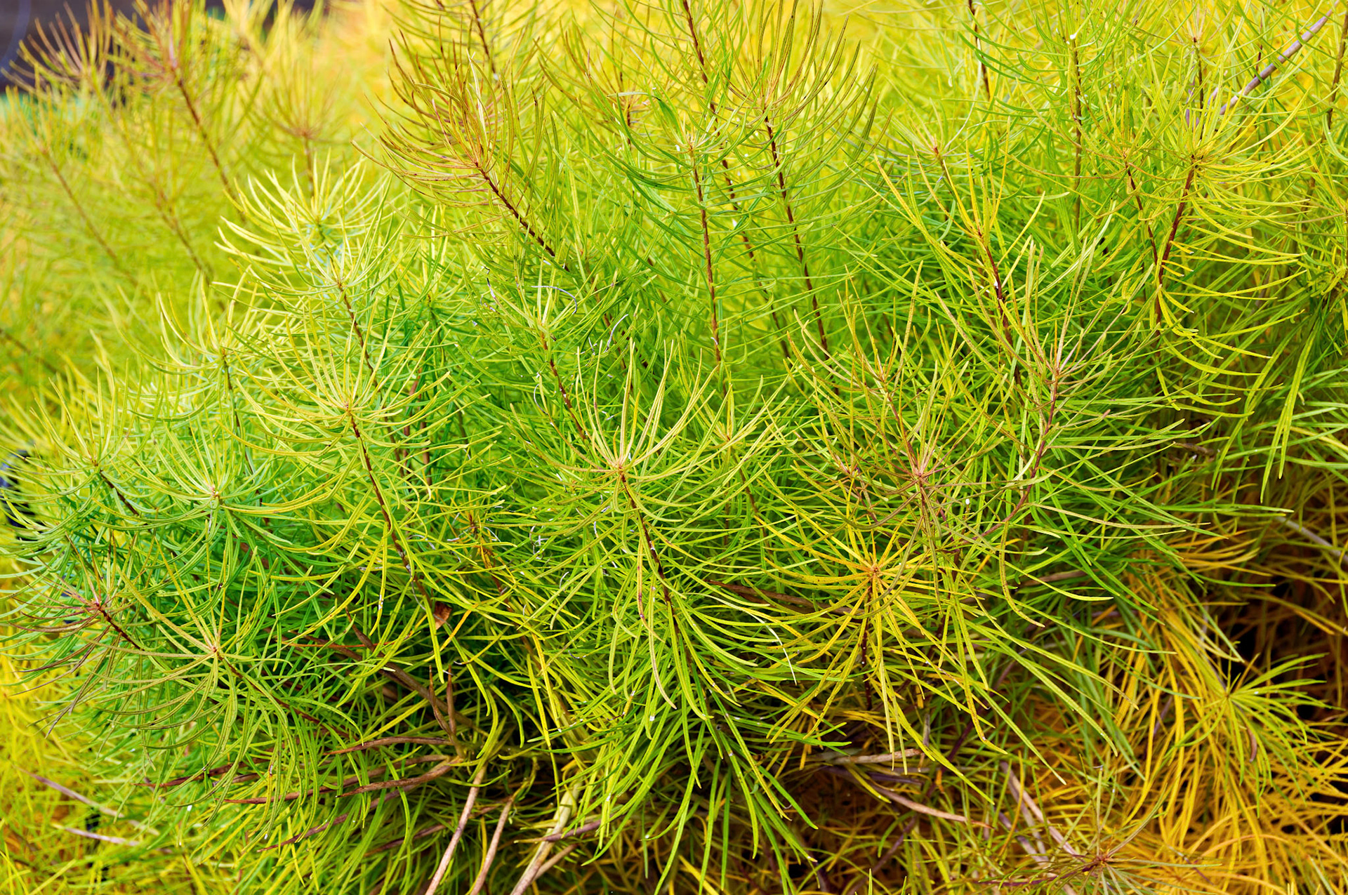 IL_Morton Arboretum_20081021_0354_PS.tif