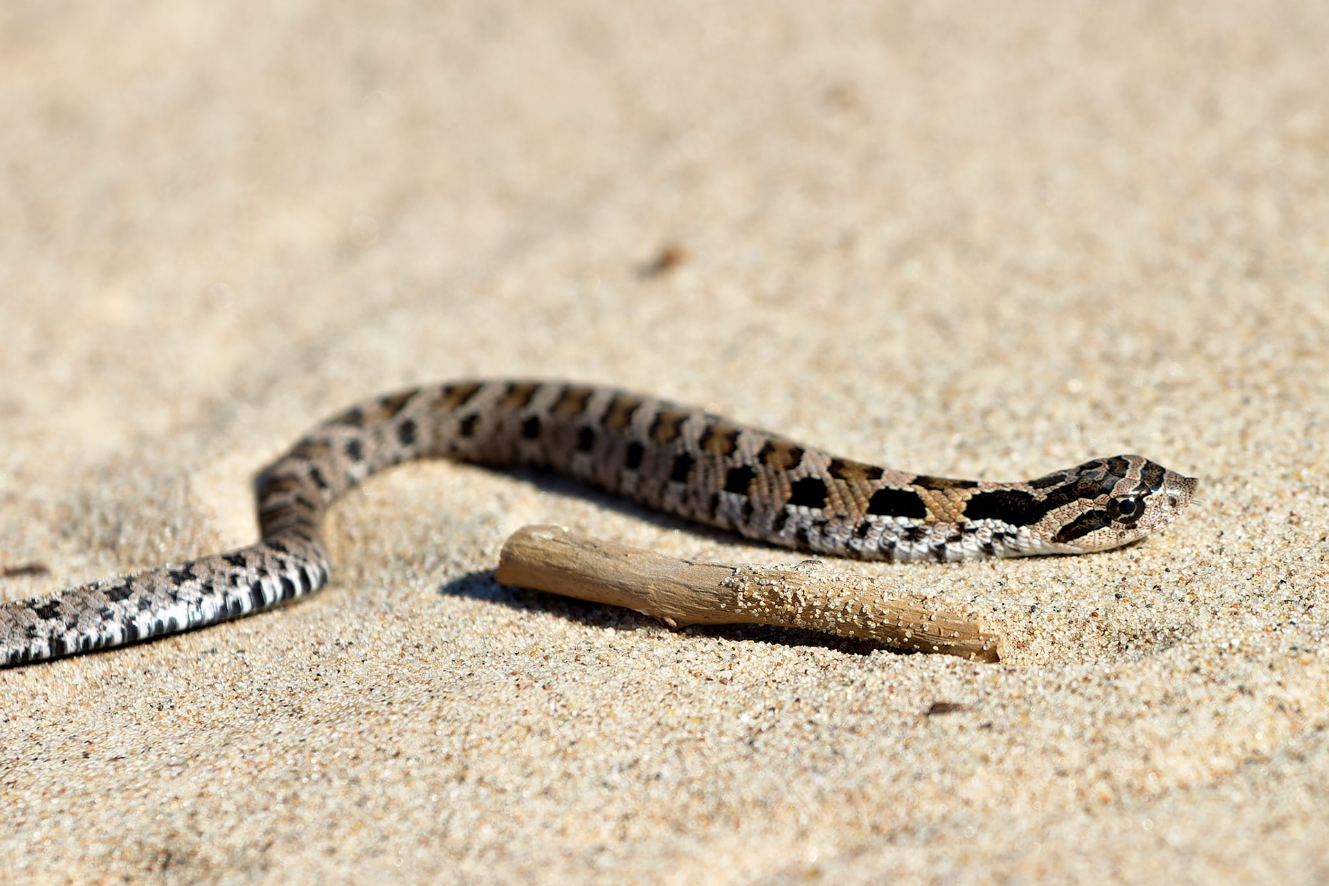 Wildlife_20030906_0104_PS.dng