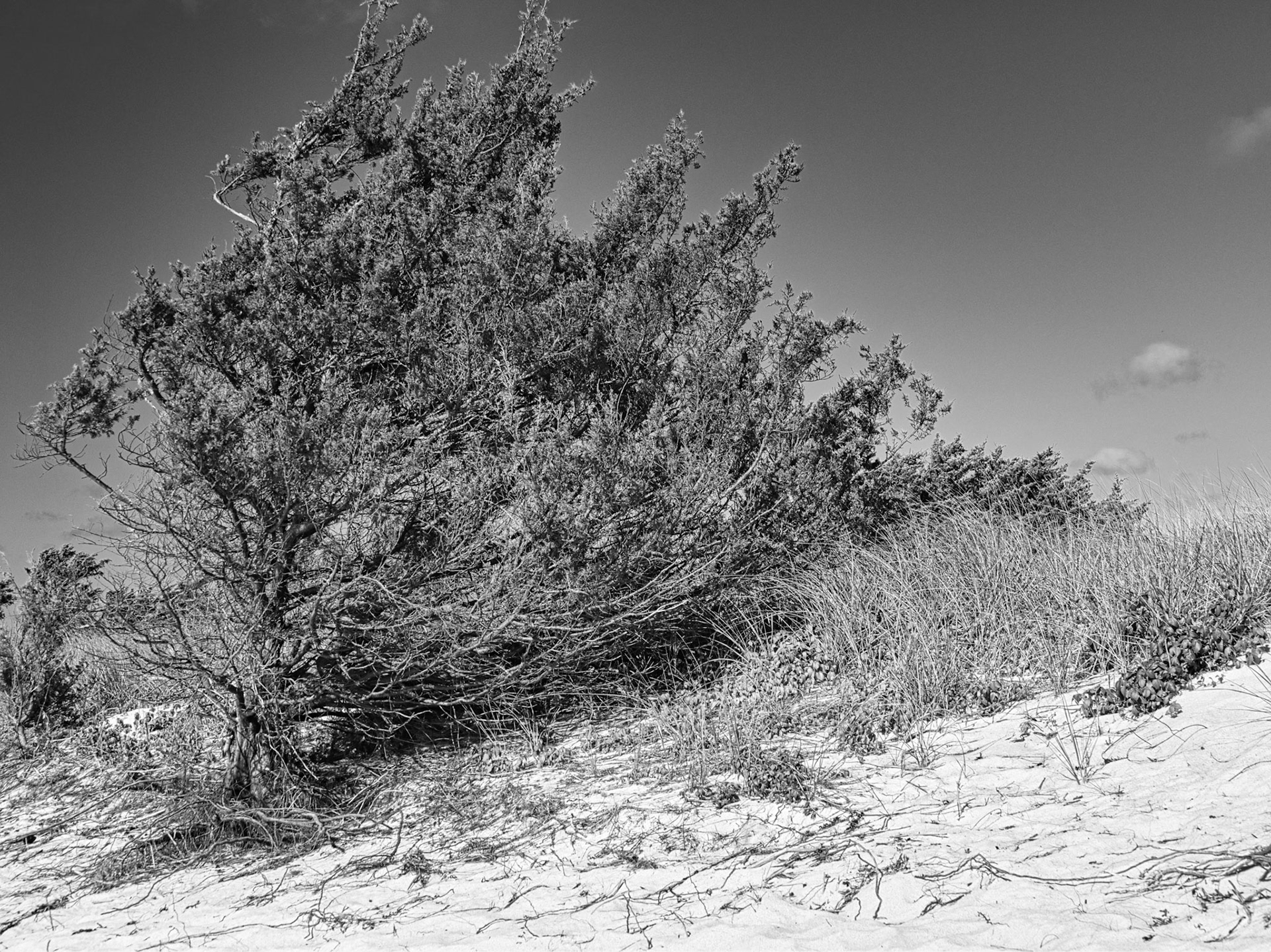 Black &amp; White 00326