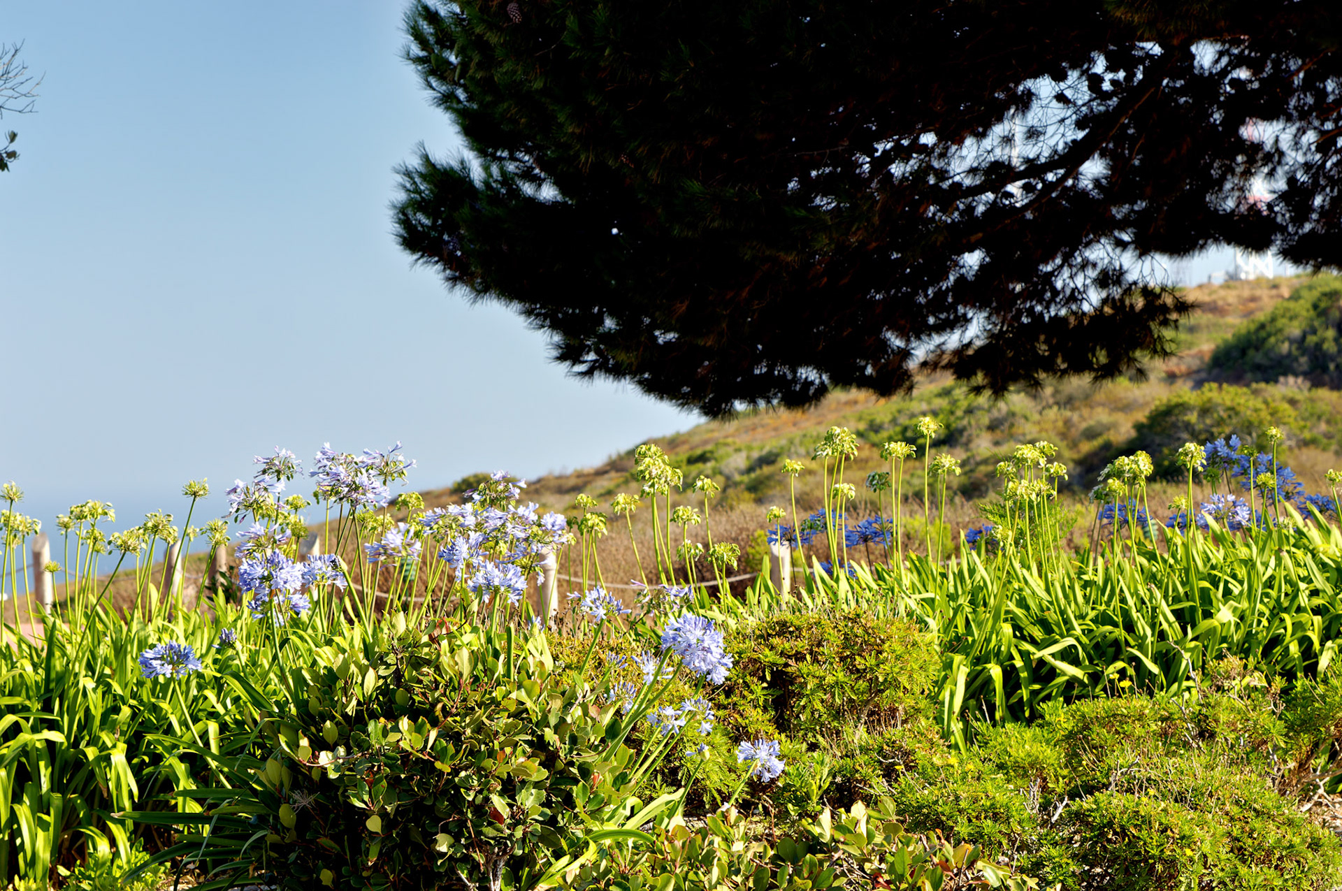 CA_SanDiego_20050728_0079_PS.dng