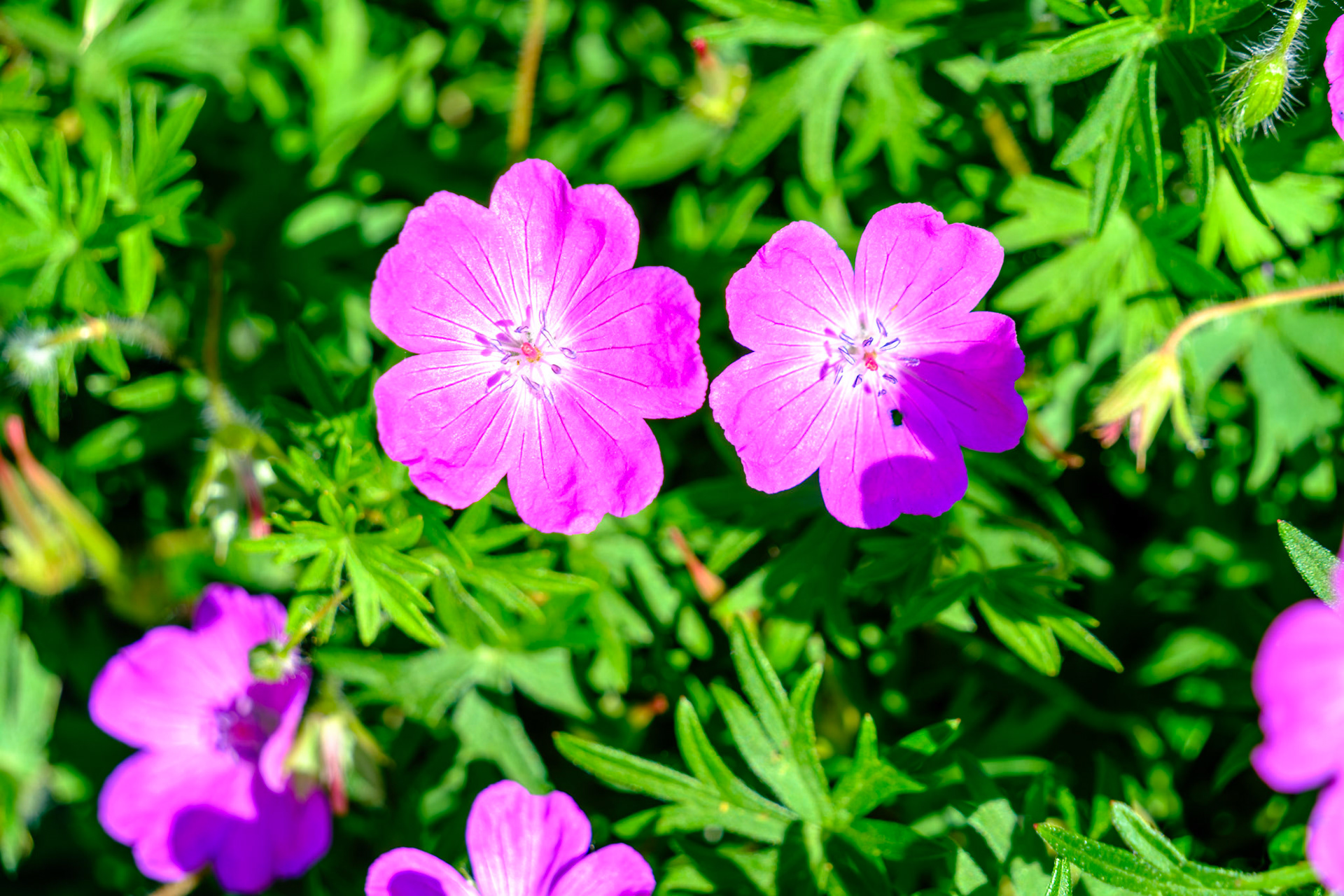 20240523__FXT0697_PS