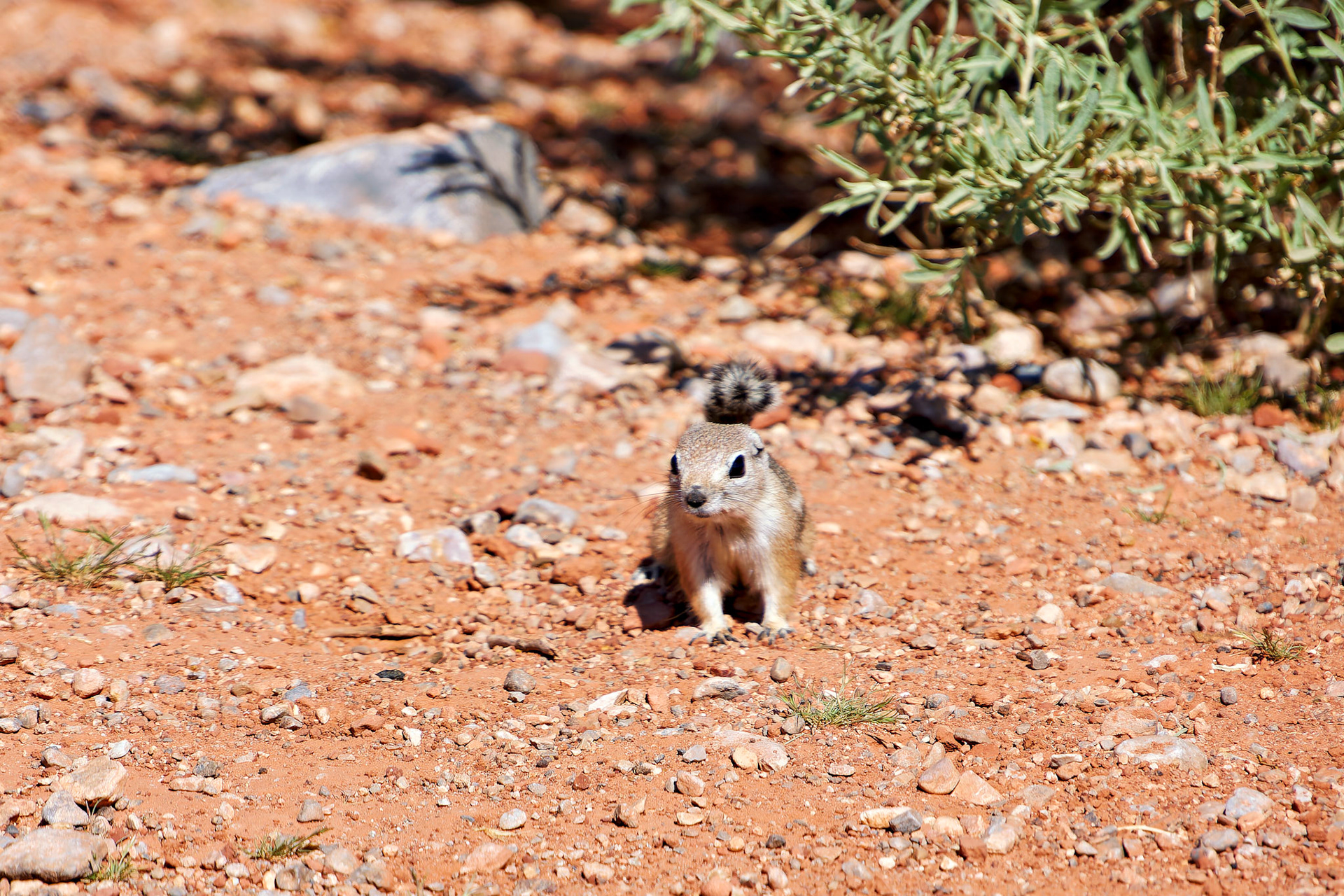 Wildlife_20120313_0264_PS.dng