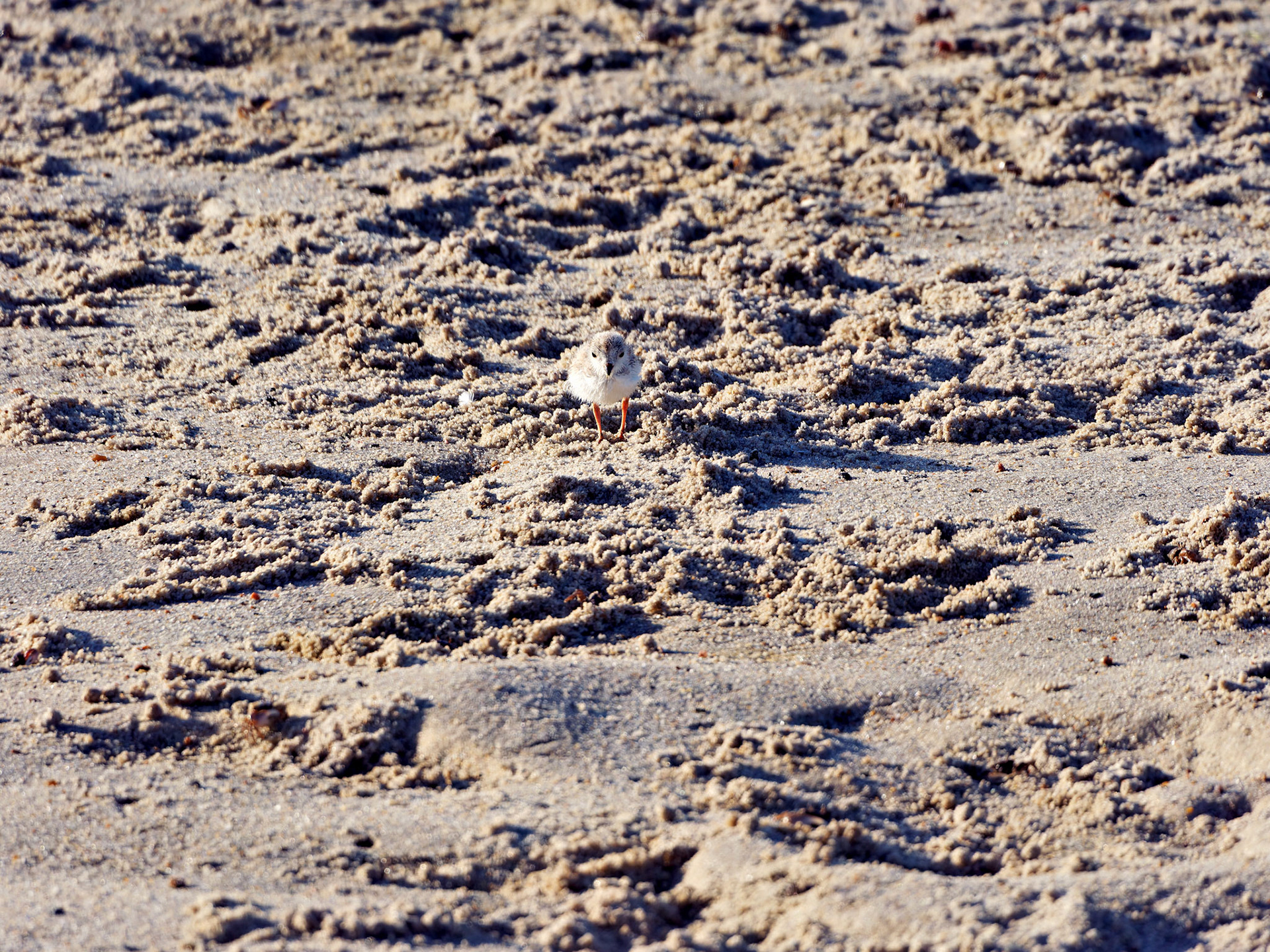 MA_CapeCod_20180724_0460_PS.dng